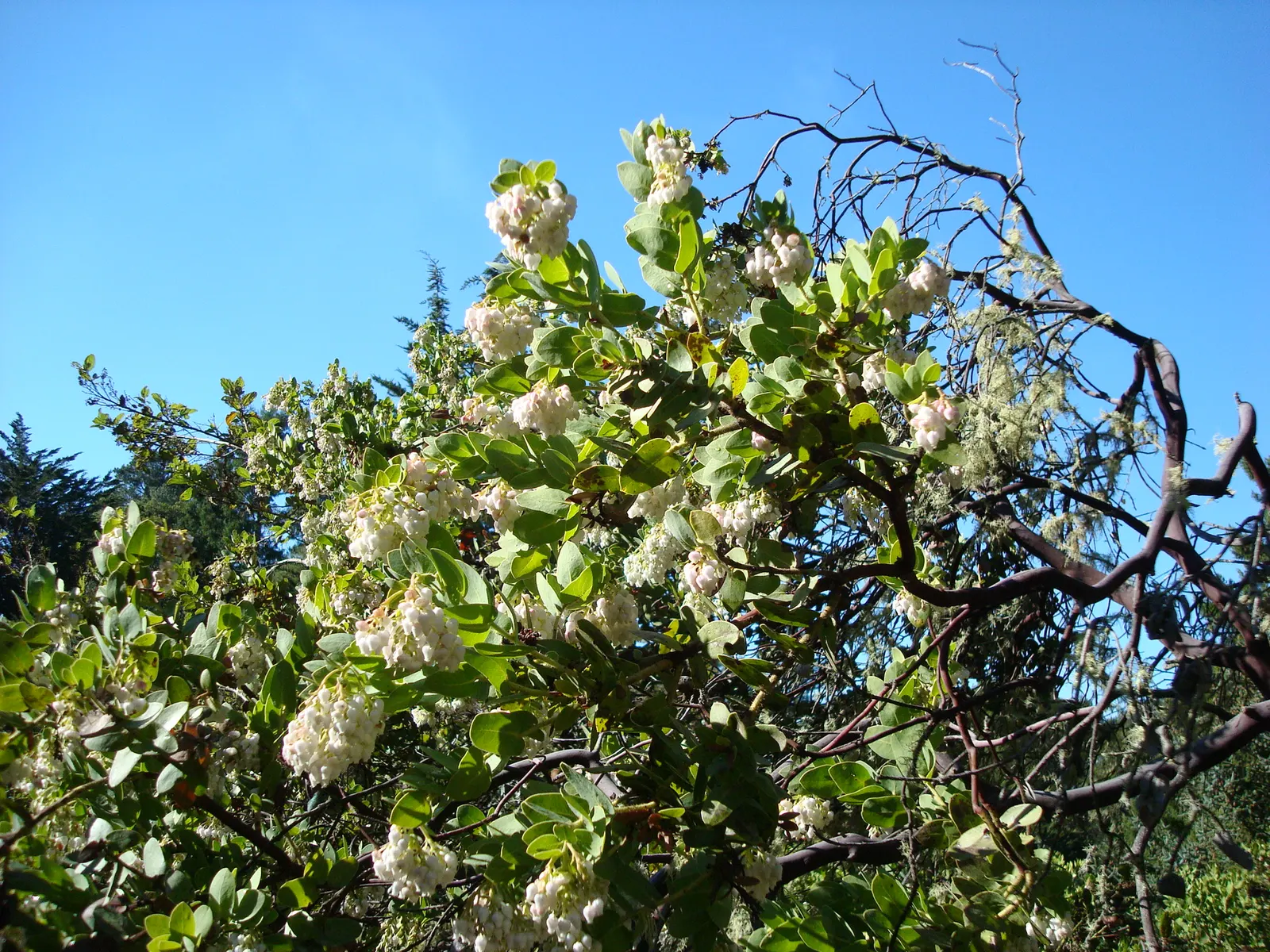 Refugio Manzanita (Arctostaphylos Refugioensis) — native to California's coastal regions