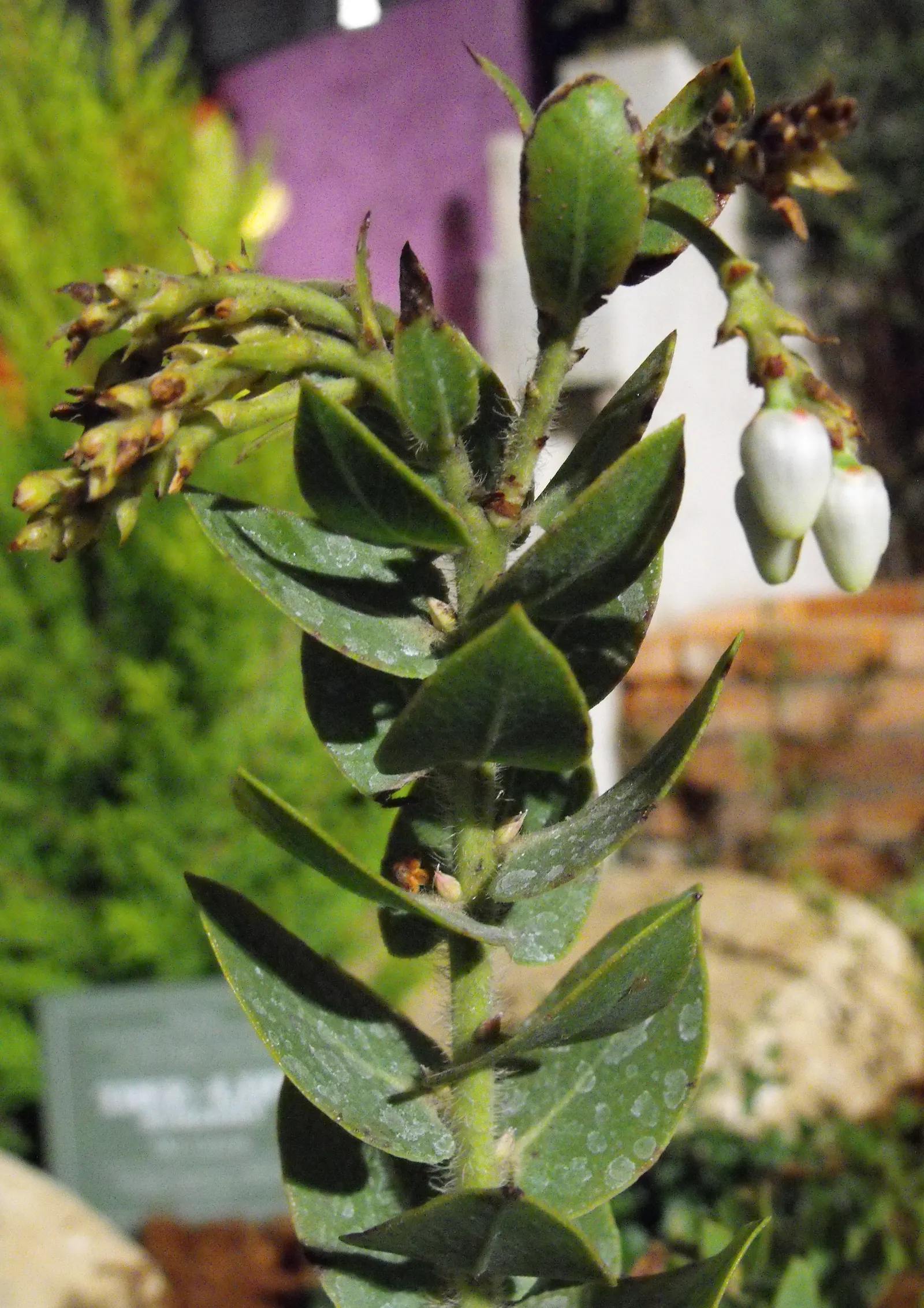 Refugio Manzanita (Arctostaphylos Refugioensis) — The Refugio Manzanita (Arctostaphylos refugioensis) is a rare