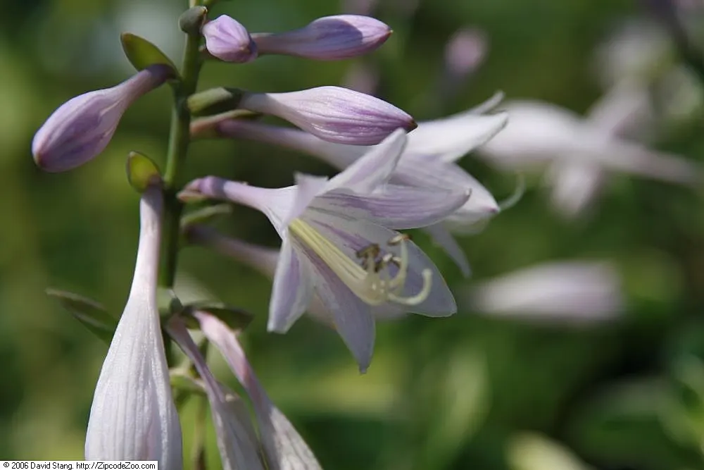 Patriot Hosta (Hosta 'Patriot') — The Patriot Hosta displays striking foliage