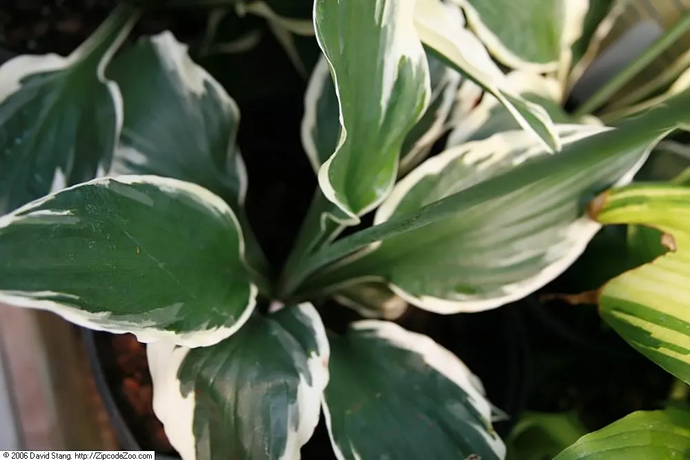 Patriot Hosta (Hosta 'Patriot') — It is a shade-tolerant perennial, reaching a mature size of about 2 feet wide and 20 inches tall