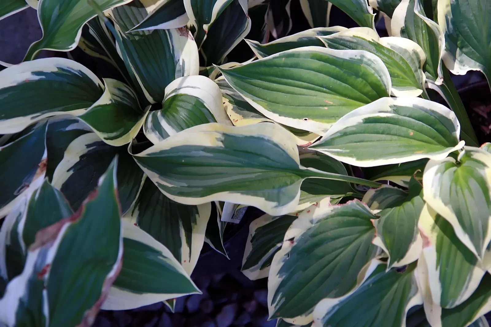 Patriot Hosta (Hosta 'Patriot') — A low-maintenance choice that adds contrast to any garden design