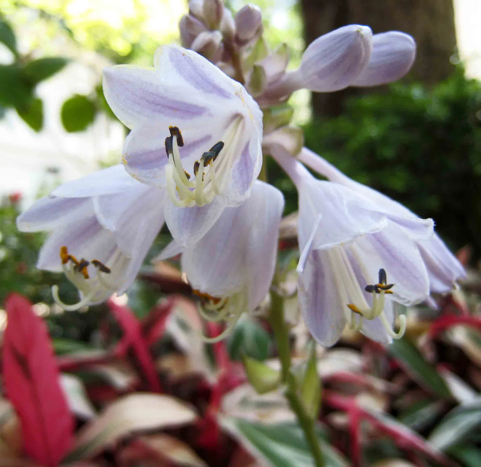 Patriot Hosta (Hosta 'Patriot') — Prefers well-drained soil, and is hardy in USDA zones 3 to 8