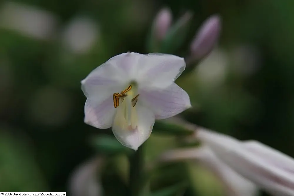 Patriot Hosta (Hosta 'Patriot') — Ideal for border accents or groundcover, this hosta presents lavender blooms in mid-summer
