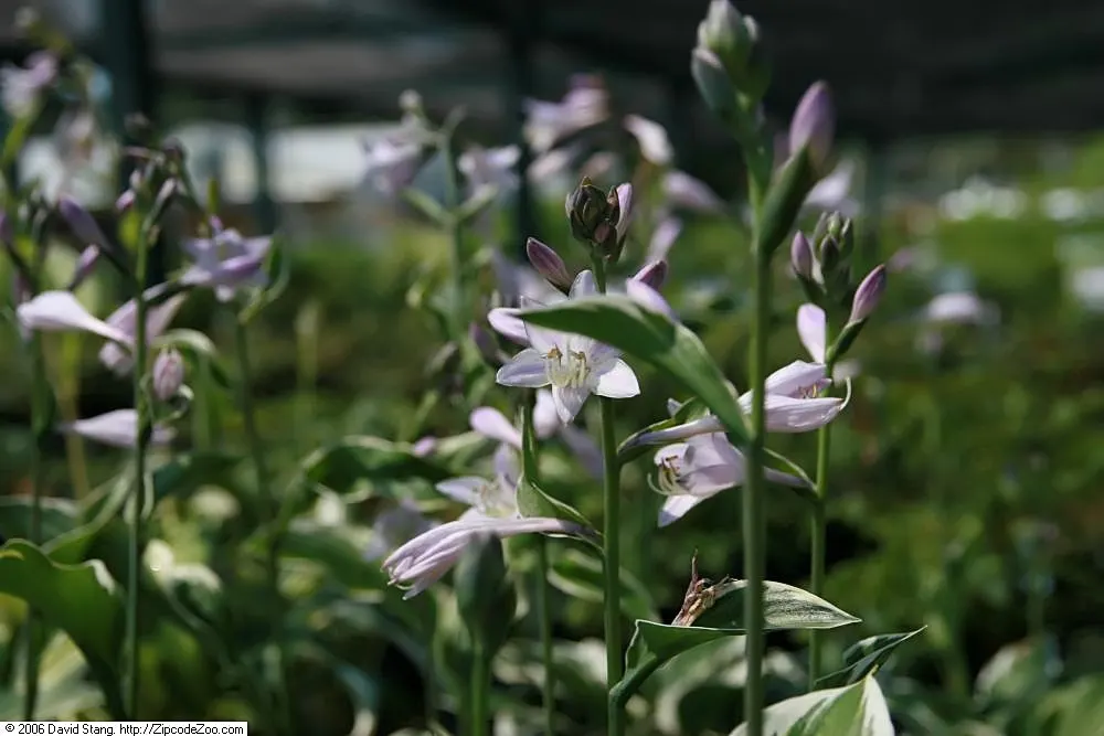 Patriot Hosta (Hosta 'Patriot') — heart-shaped leaves with bold