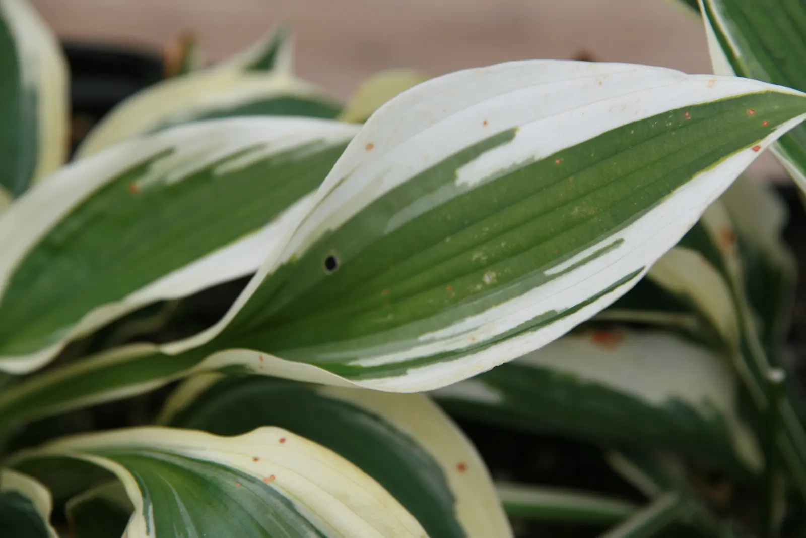 Patriot Hosta (Hosta 'Patriot') — a striking perennial treasured for its ornamental foliage