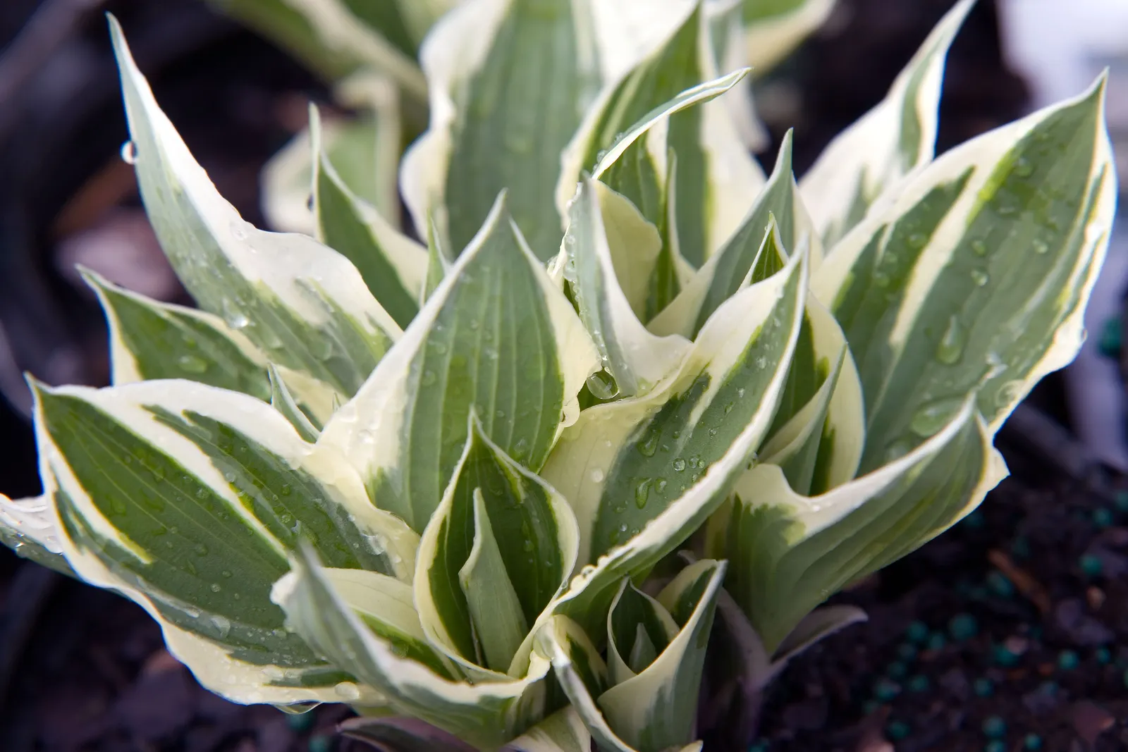 Patriot Hosta (Hosta 'Patriot') — The Patriot Hosta (Hosta 'Patriot')