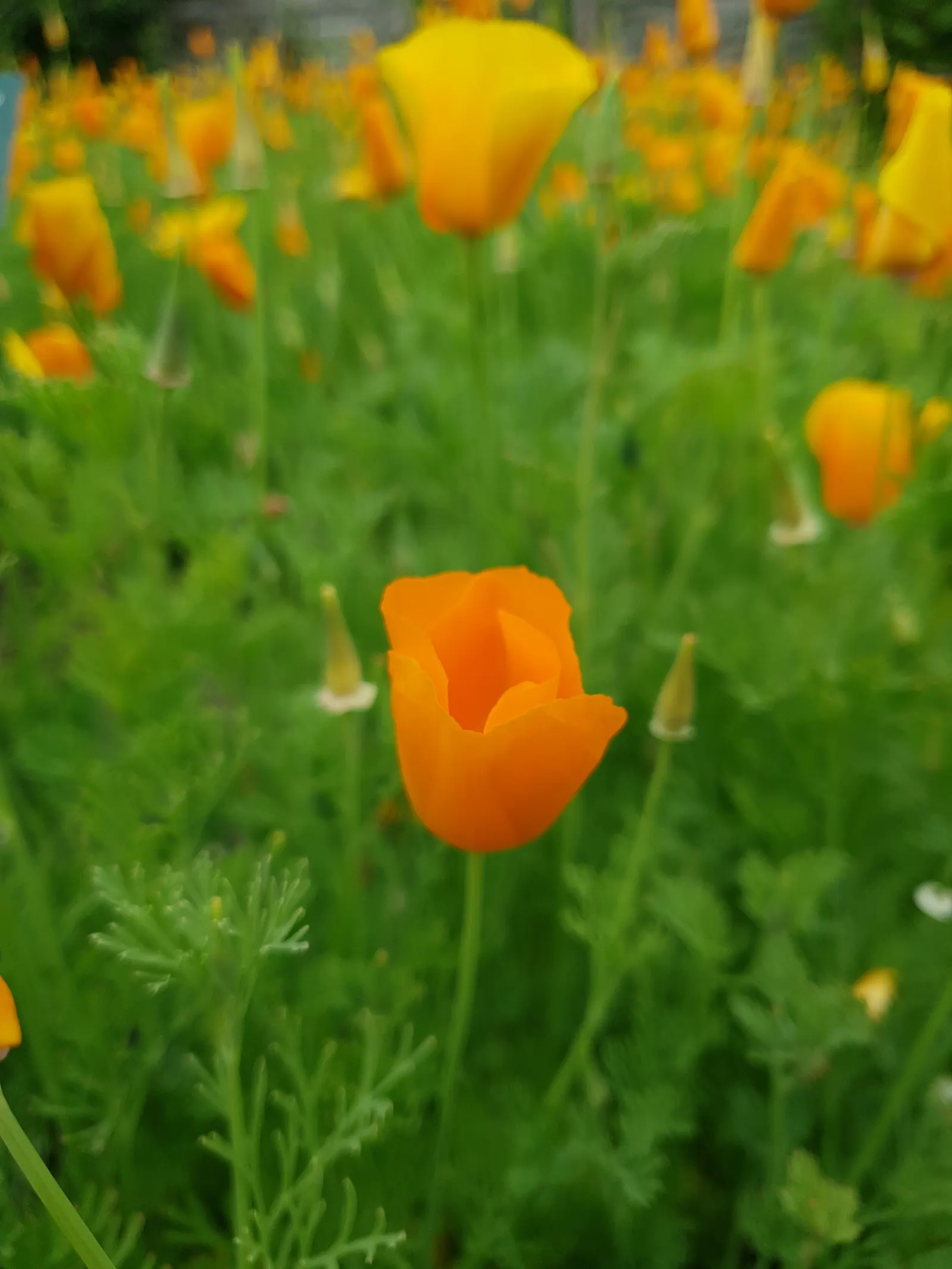 Mexican Gold Poppy (Eschscholzia Mexicana) — contributing to the local ecosystem; adding a splash of color in late winter to spring, image 193