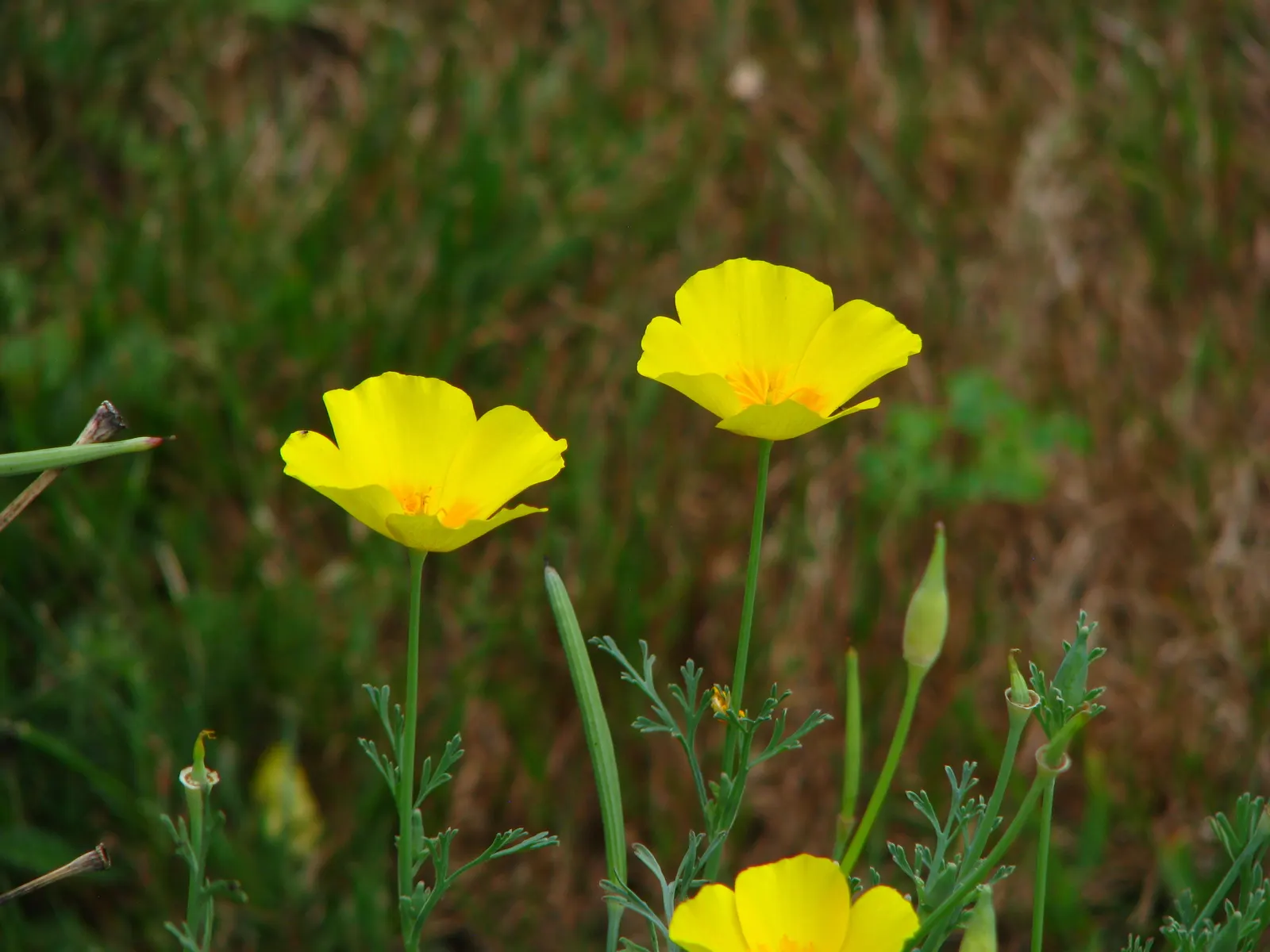 Mexican Gold Poppy (Eschscholzia Mexicana) — The flower's showy cups are approximately 2 inches across; presents a soft texture that complements, image 123