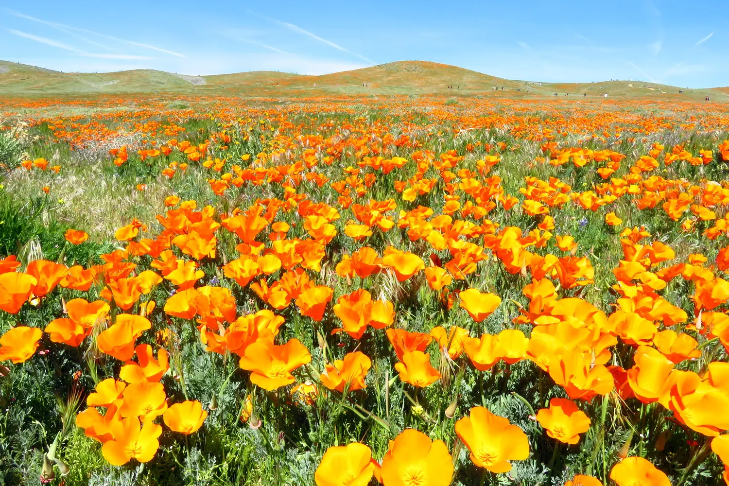 Mexican Gold Poppy (Eschscholzia Mexicana) — gold and orange and yellow flowers in the garden; the flower's showy cups are approximately 2 inches, image 194