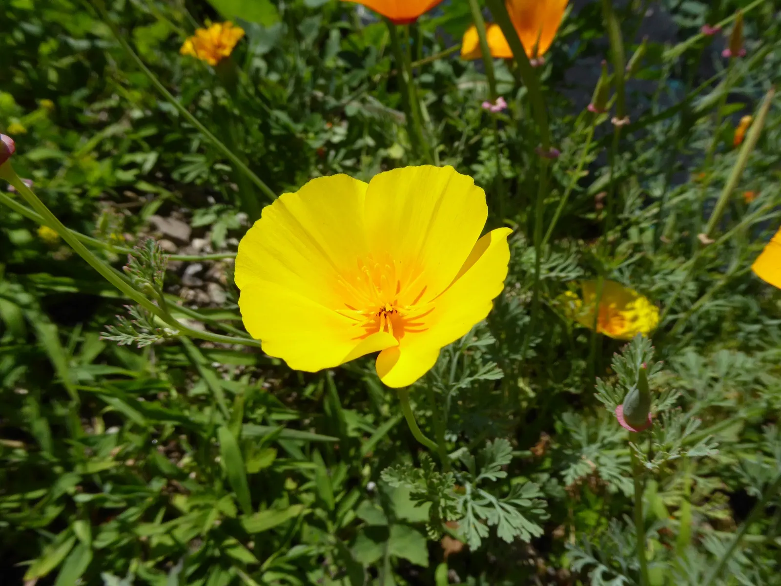 Mexican Gold Poppy (Eschscholzia Mexicana) — The flower's showy cups are approximately 2 inches across; presents a soft texture that complements, image 95
