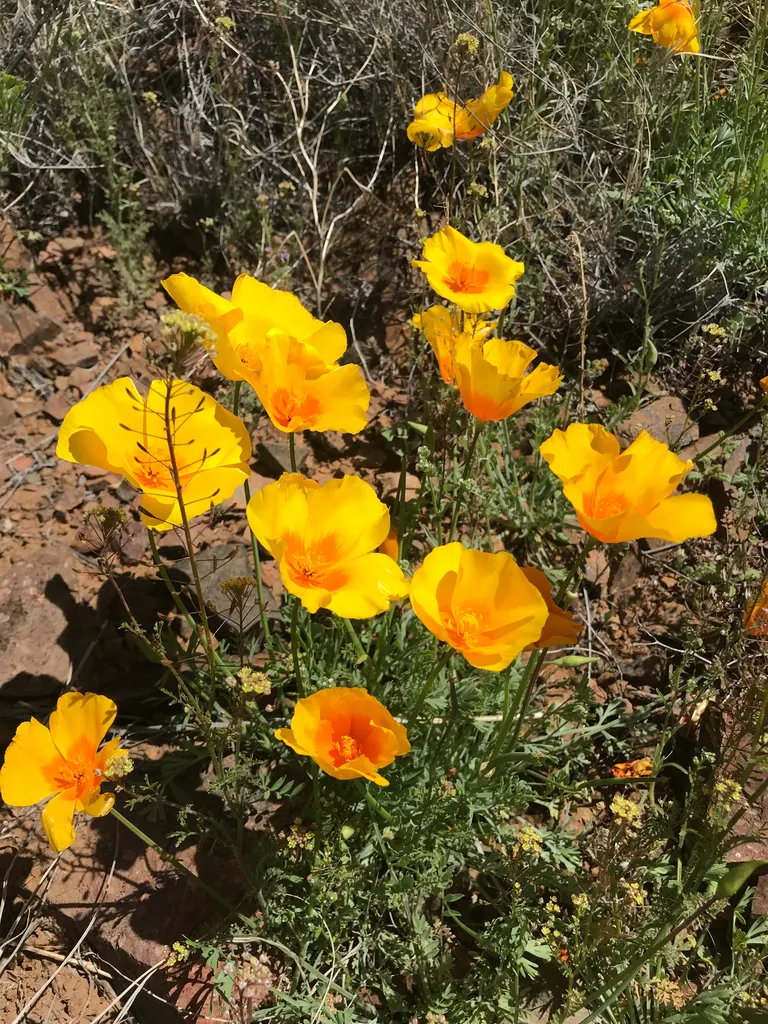 Mexican Gold Poppy (Eschscholzia Mexicana) — glaucous green stems that reach heights between 8 and 18 inches; adding a splash of color in late, image 209
