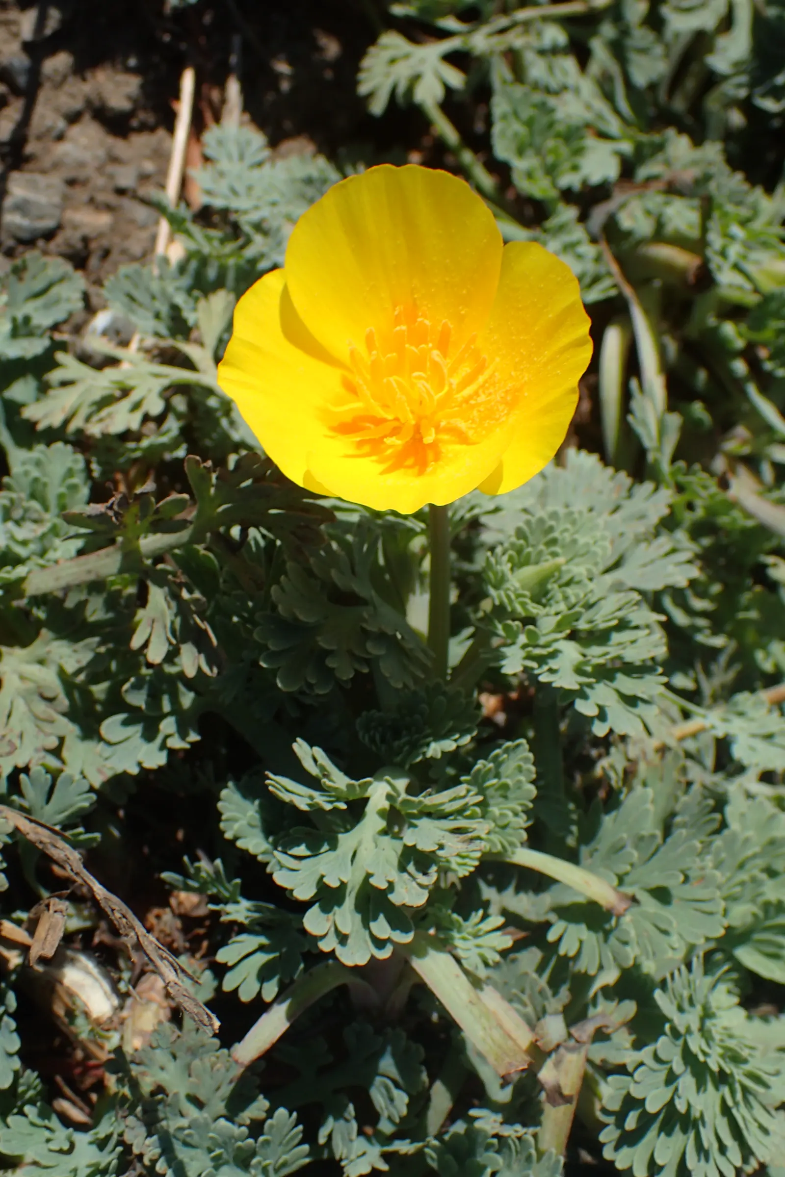 Mexican Gold Poppy (Eschscholzia Mexicana) — presents a soft texture that complements the bold flowers; the flower's showy cups are approximately 2, image 102