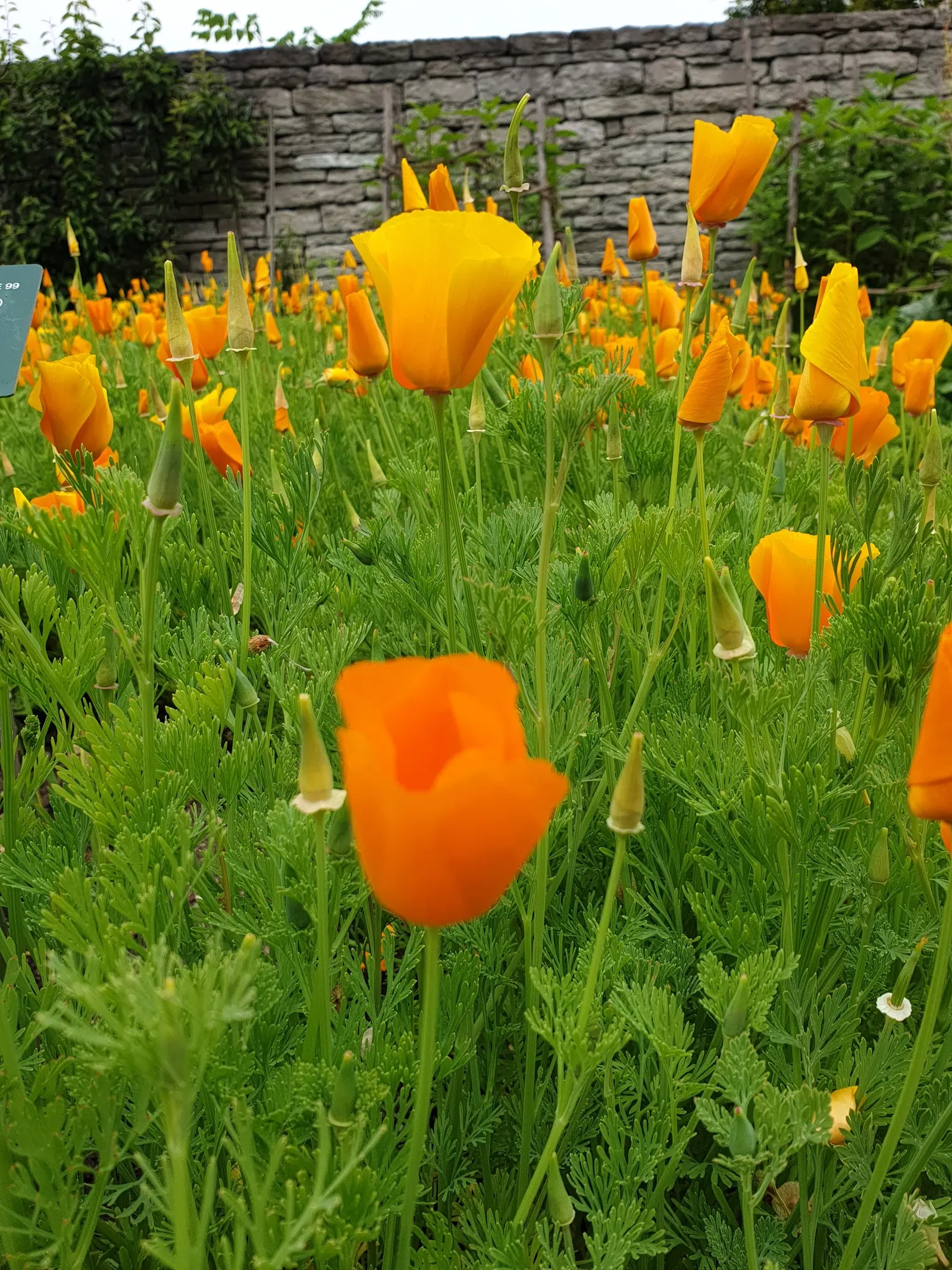 Mexican Gold Poppy (Eschscholzia Mexicana) — Thrives in USDA Zones 7-10