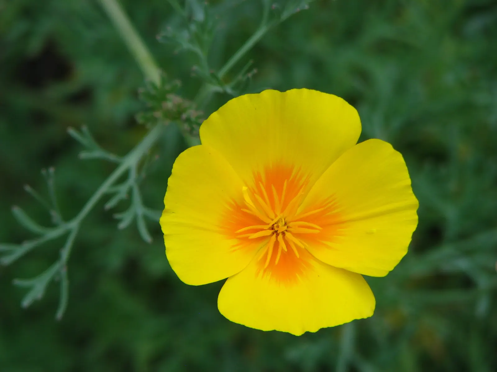 Mexican Gold Poppy (Eschscholzia Mexicana) — stagger the seed sowing from fall to early spring; adding a splash of color in late winter to spring, image 217