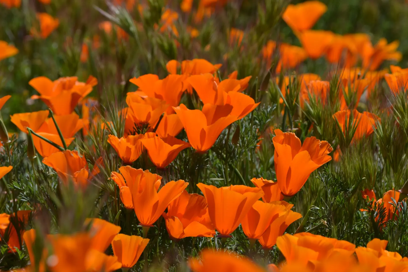 Mexican Gold Poppy (Eschscholzia Mexicana) — The flower's showy cups are approximately 2 inches across