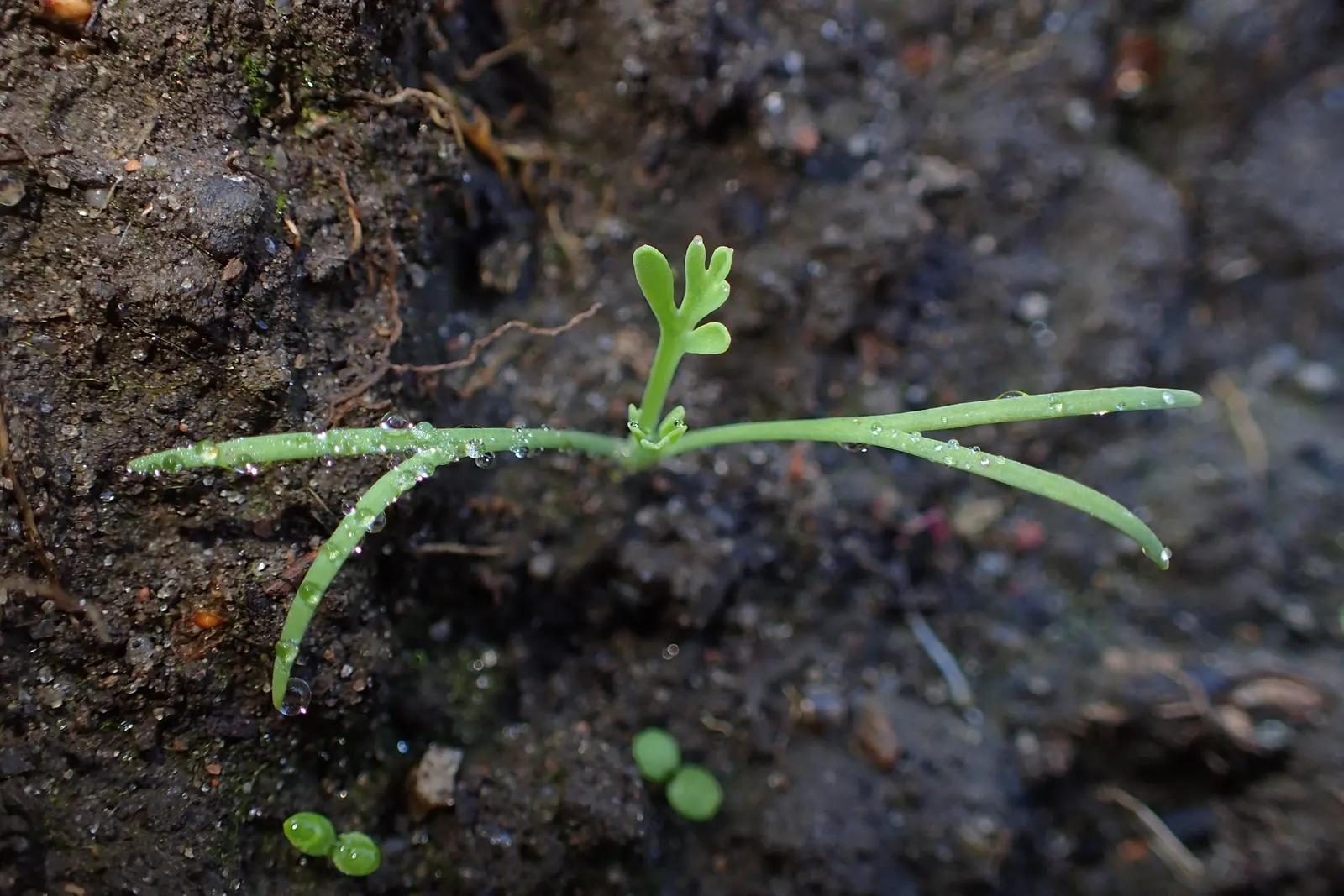 Mexican Gold Poppy (Eschscholzia Mexicana) — gracefully poised atop slender; contributing to the local ecosystem, image 124