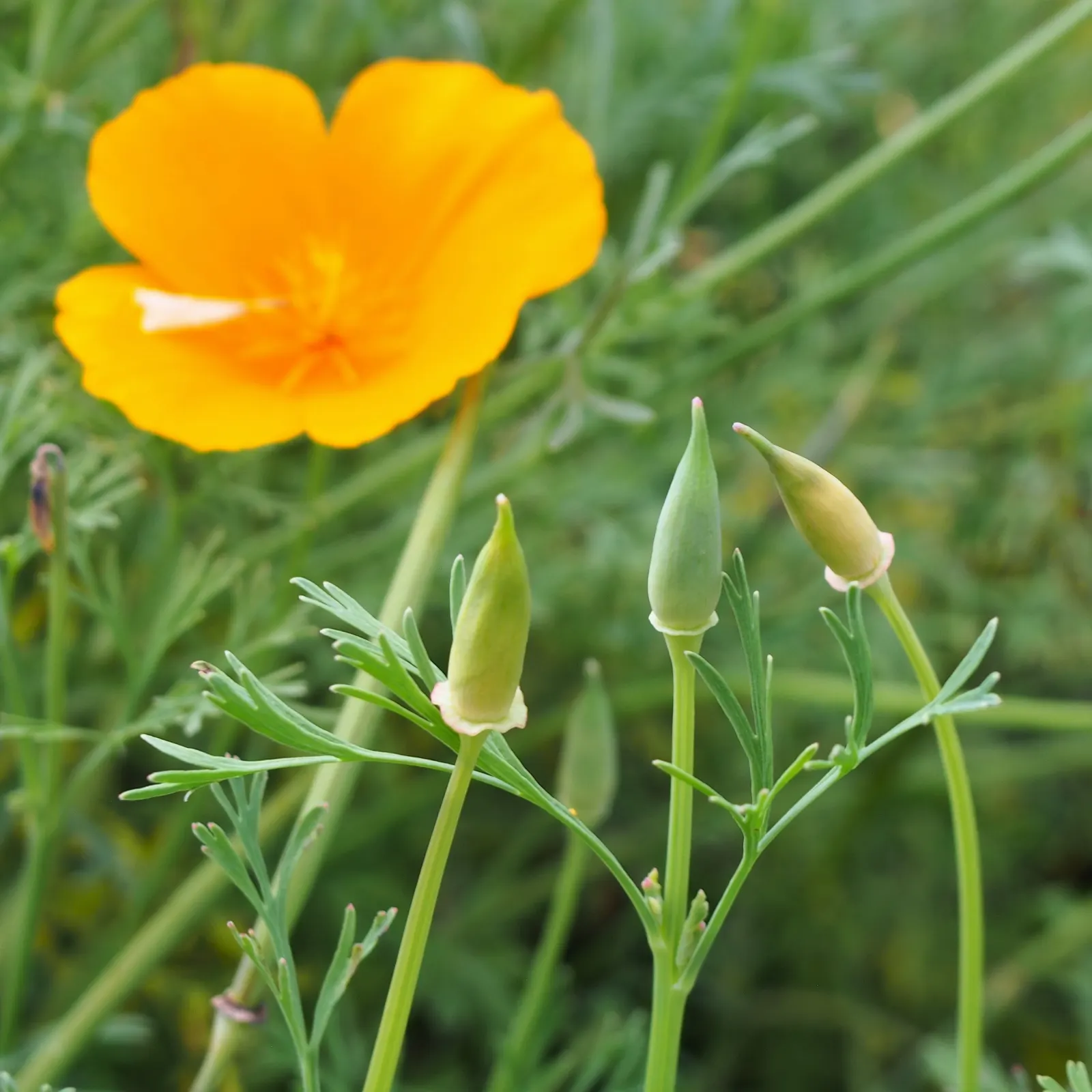 Mexican Gold Poppy (Eschscholzia Mexicana) — Their low water needs make them an excellent choice for xeriscaping; contributing to the local, image 212