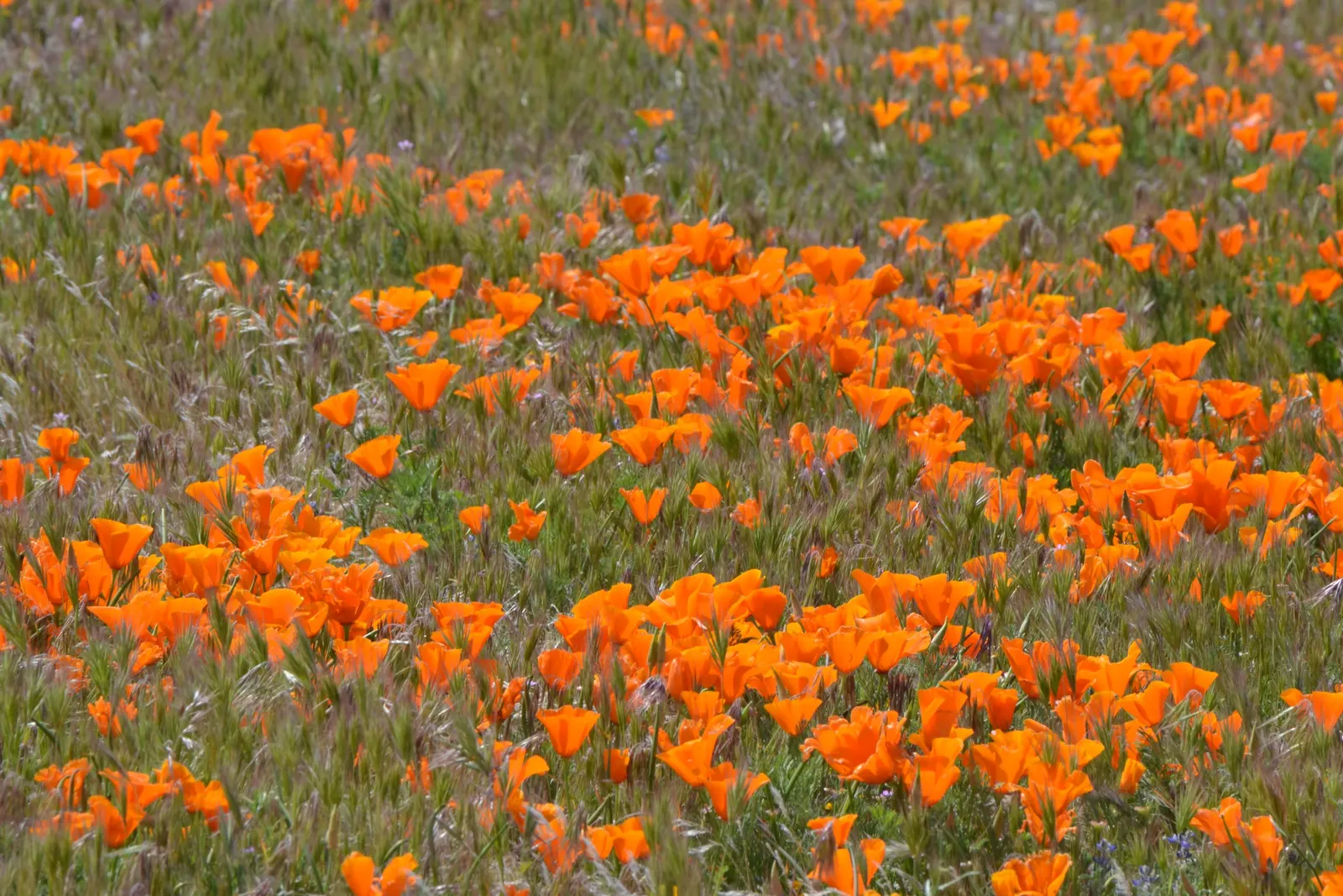 Mexican Gold Poppy (Eschscholzia Mexicana) — presents a soft texture that complements the bold flowers; the flower's showy cups are approximately 2, image 130