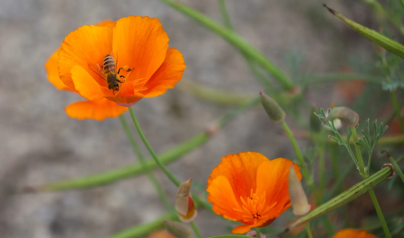 Mexican Gold Poppy (Eschscholzia Mexicana) — preferring full sun exposure for optimal bloom; the flower's showy cups are approximately 2 inches across
