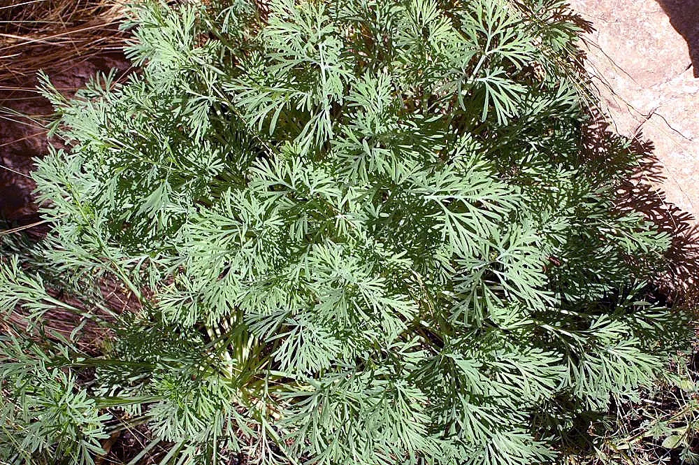 Mexican Gold Poppy (Eschscholzia Mexicana) — with a pH ranging from slightly acidic to neutral; presents a soft texture that complements the bold, image 131