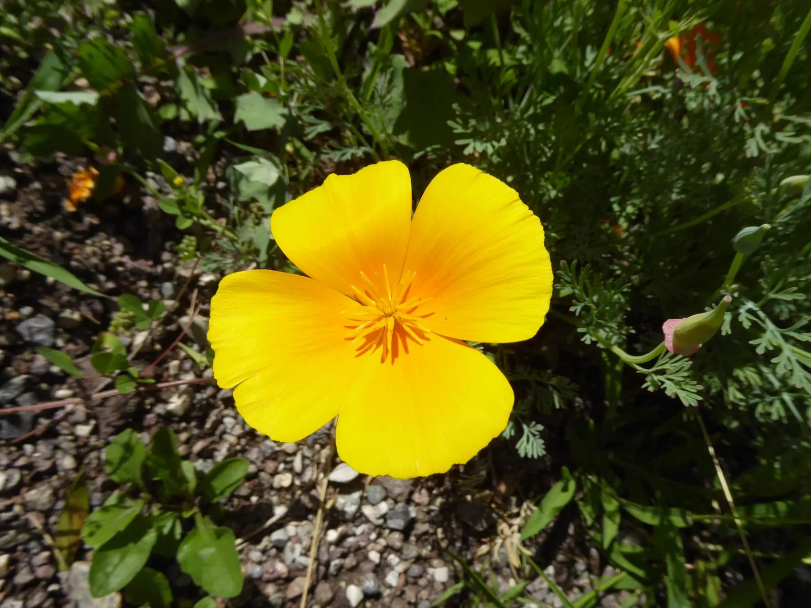Mexican Gold Poppy (Eschscholzia Mexicana) — finely dissected and fern-like; adding a splash of color in late winter to spring, image 73