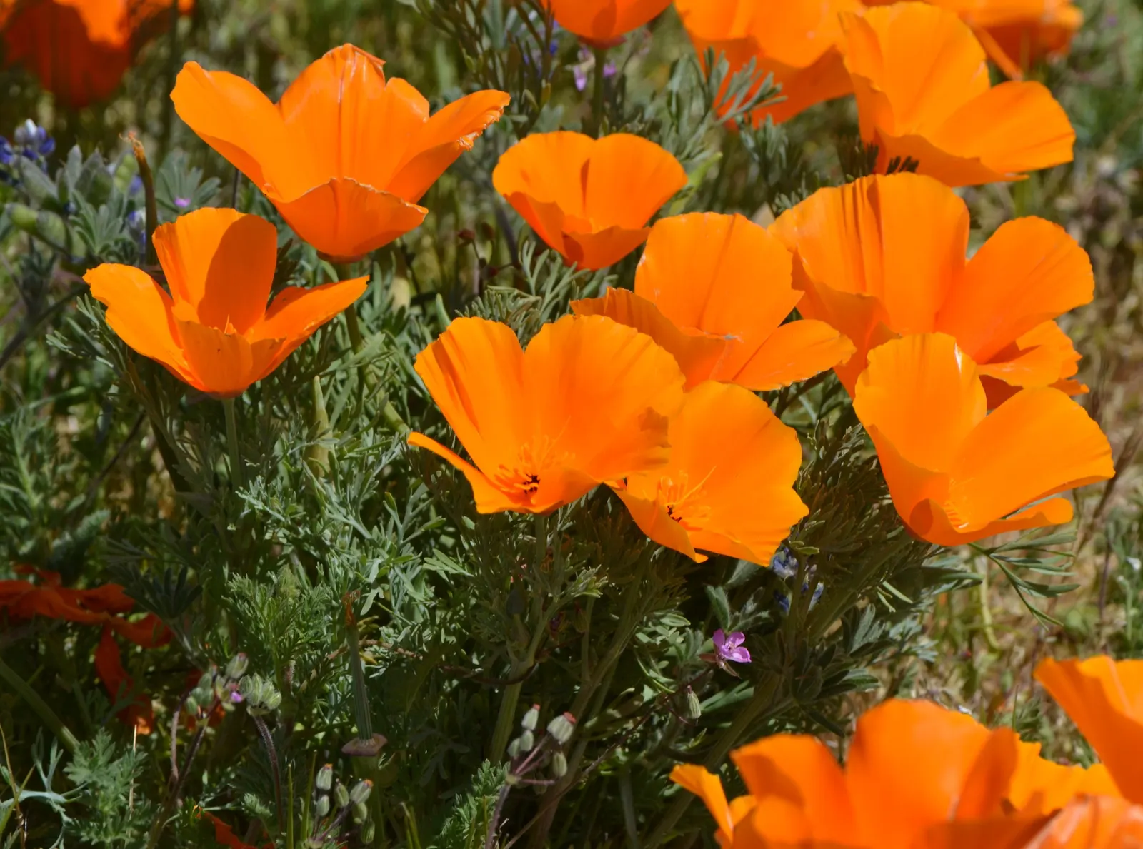 Mexican Gold Poppy (Eschscholzia Mexicana) — annual with gold and orange and yellow blooms