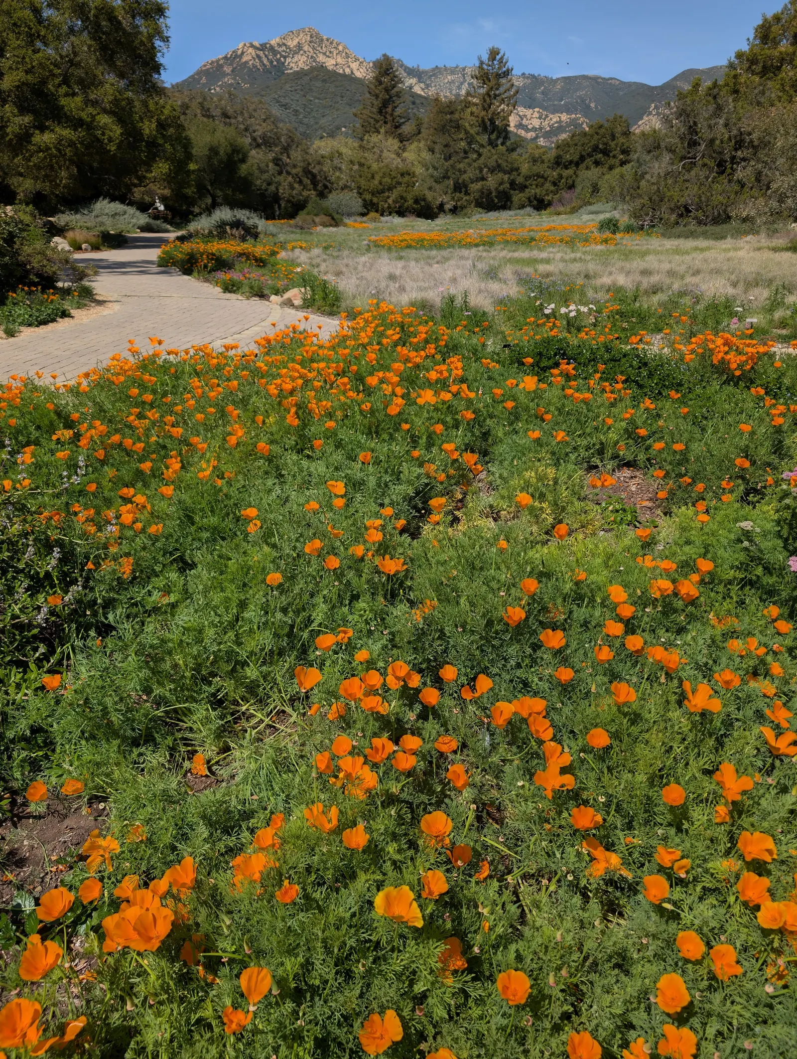 Mexican Gold Poppy (Eschscholzia Mexicana) — annual for full
