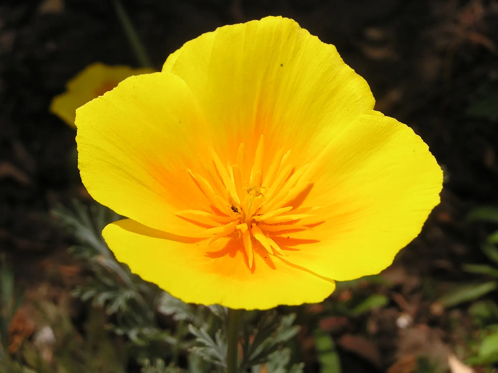 Mexican Gold Poppy (Eschscholzia Mexicana) — stagger the seed sowing from fall to early spring; adding a splash of color in late winter to spring, image 77