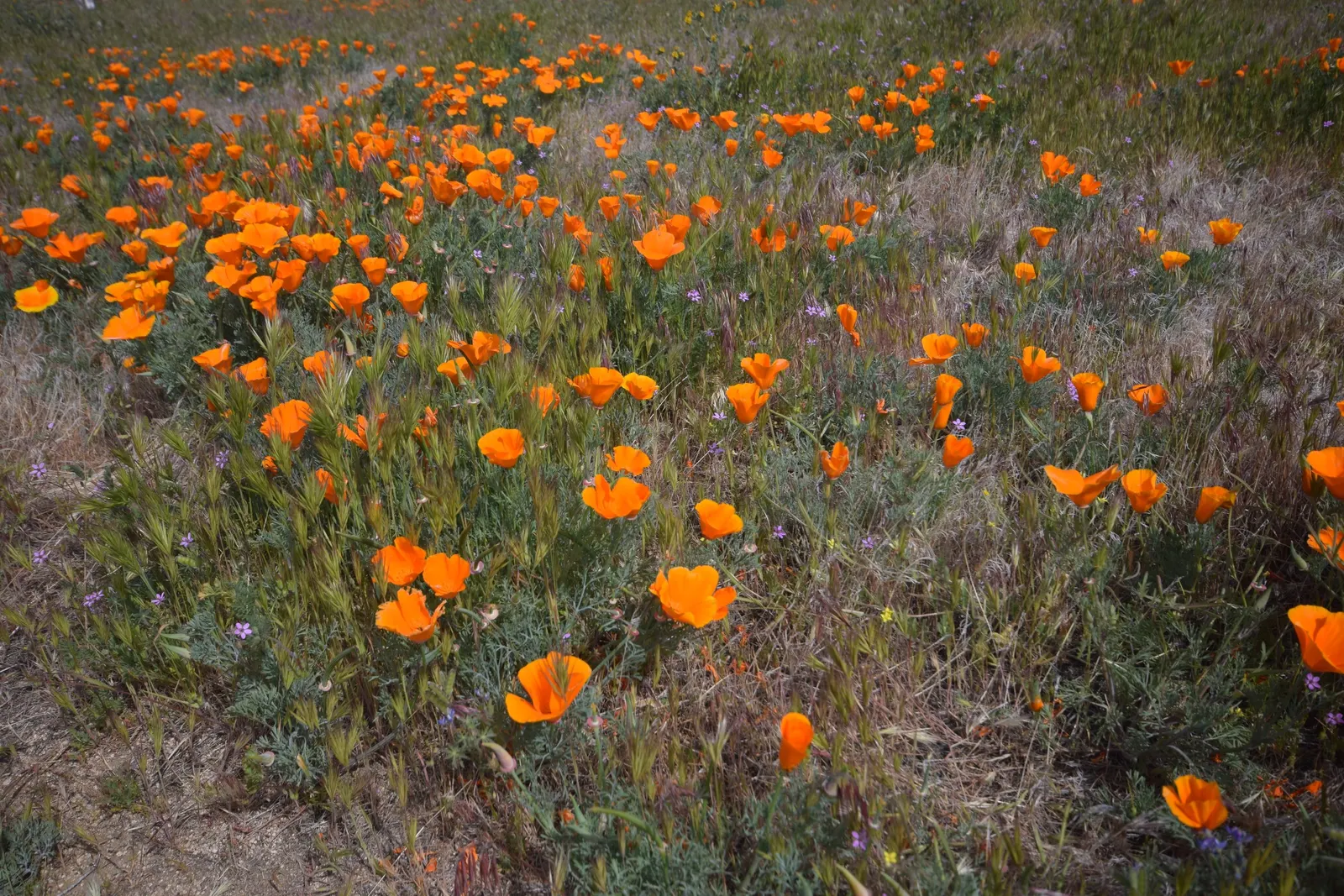 Mexican Gold Poppy (Eschscholzia Mexicana) — with a pH ranging from slightly acidic to neutral; presents a soft texture that complements the bold, image 75