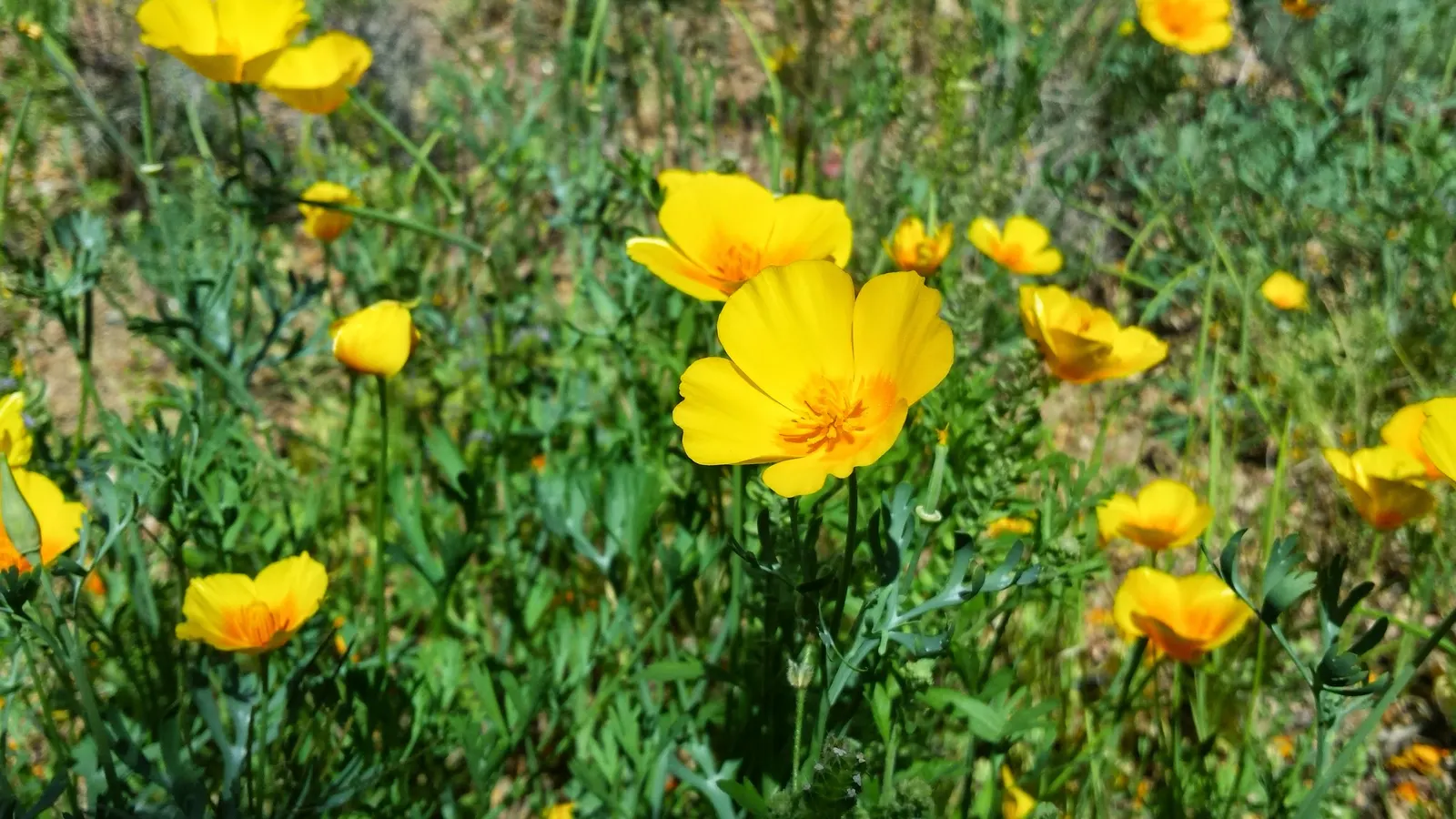 Mexican Gold Poppy (Eschscholzia Mexicana) — requiring minimal water once established; presents a soft texture that complements the bold flowers