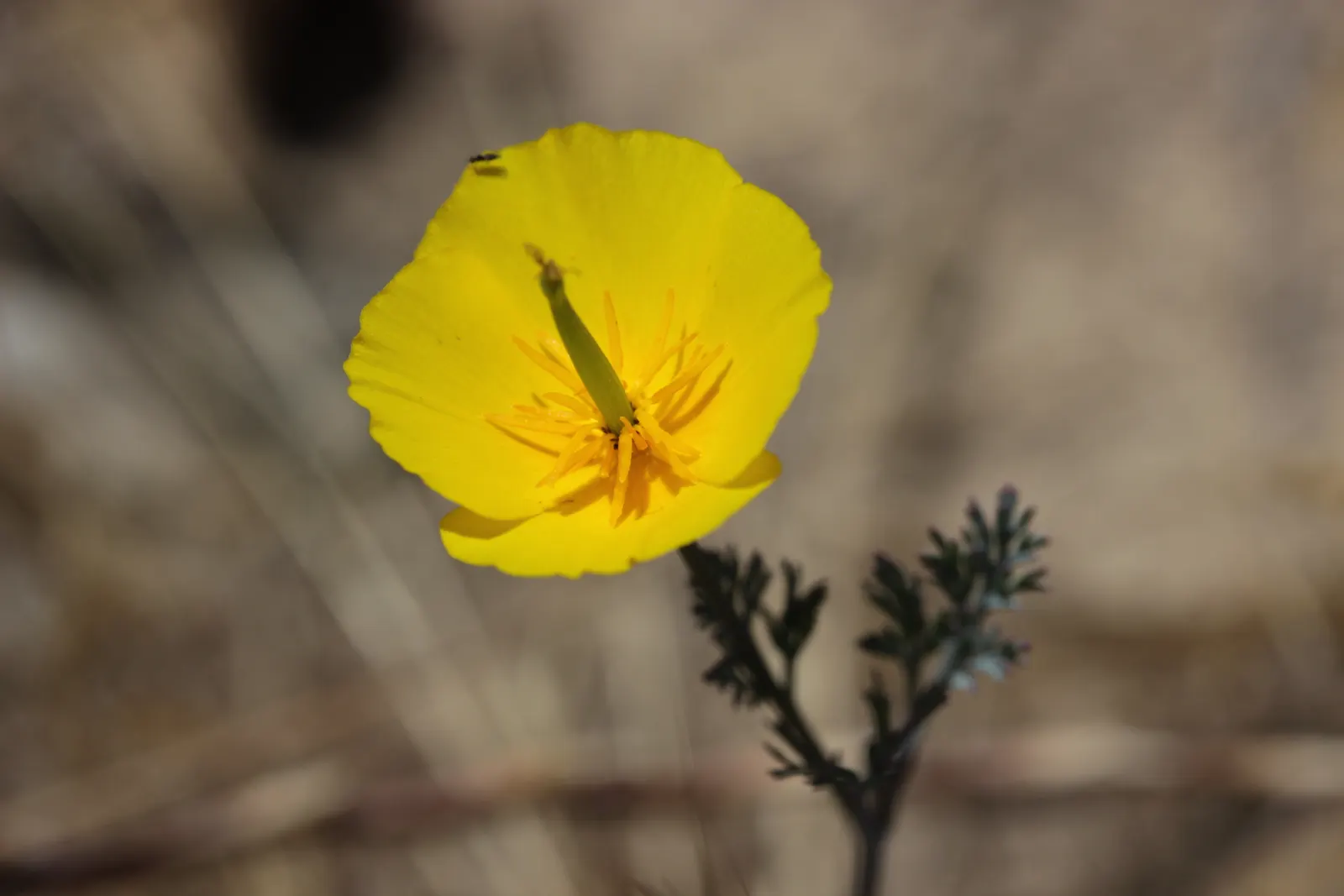 Mexican Gold Poppy (Eschscholzia Mexicana) — as these poppies self-seed under favorable conditions; the flower's showy cups are approximately 2, image 190