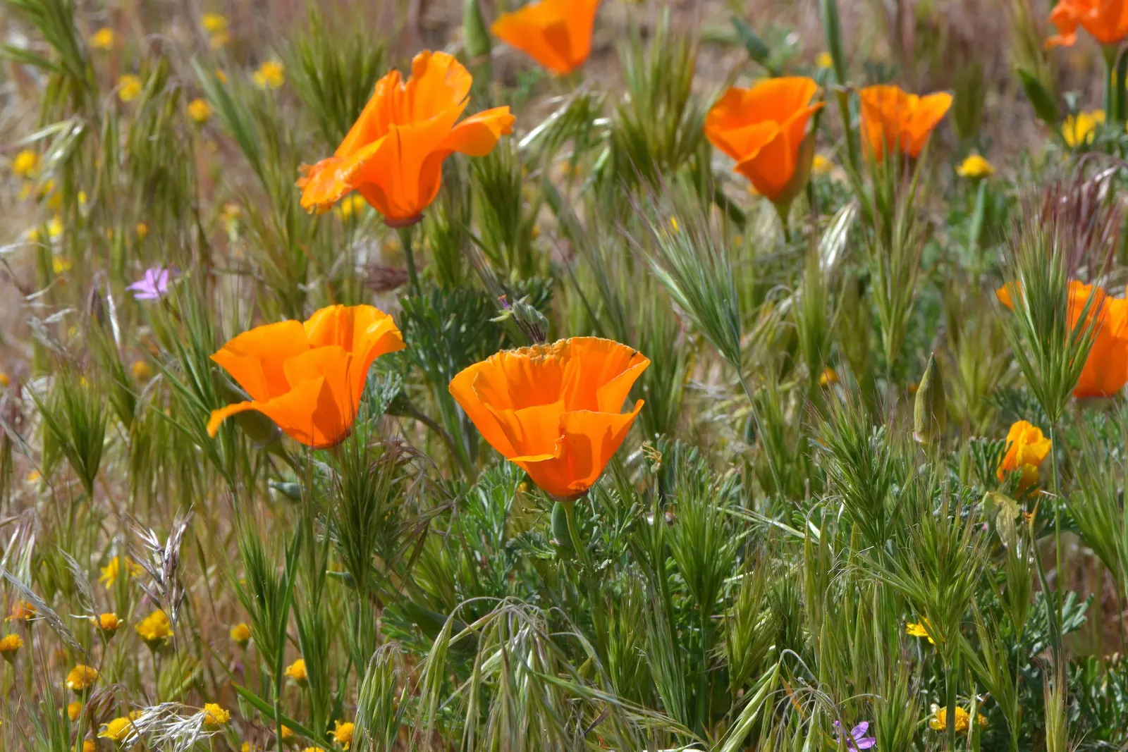 Mexican Gold Poppy (Eschscholzia Mexicana) — annual for full; contributing to the local ecosystem, image 112