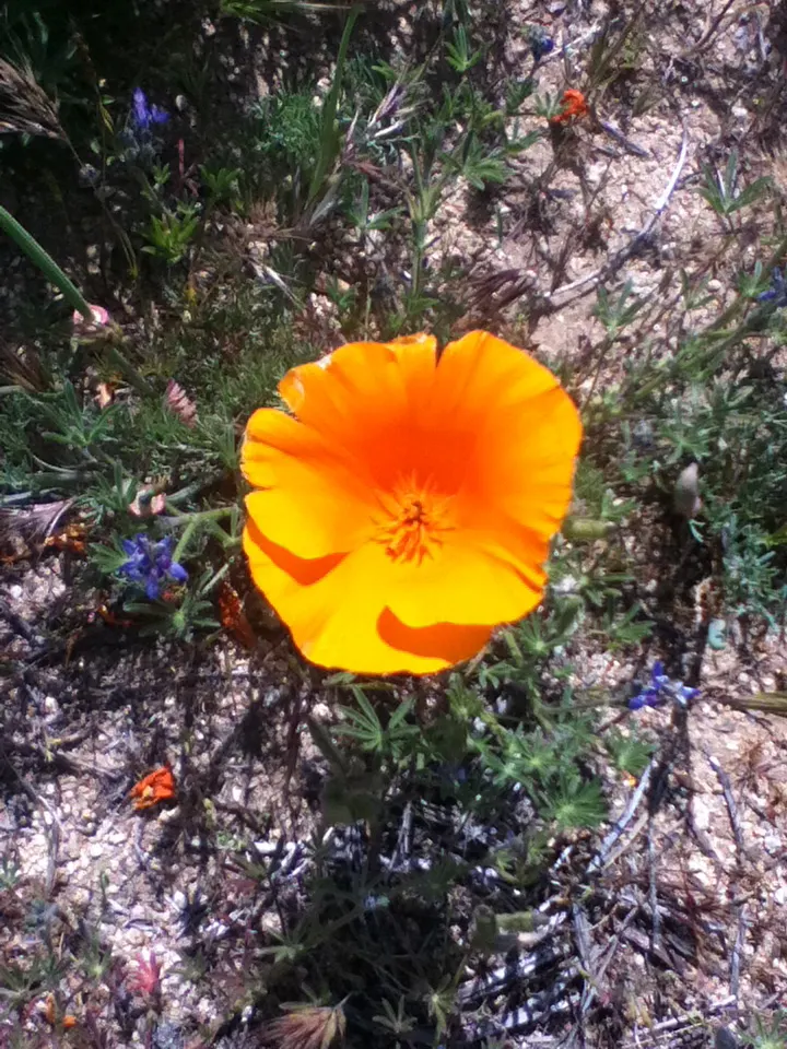 Mexican Gold Poppy (Eschscholzia Mexicana) — gracefully poised atop slender; contributing to the local ecosystem, image 96