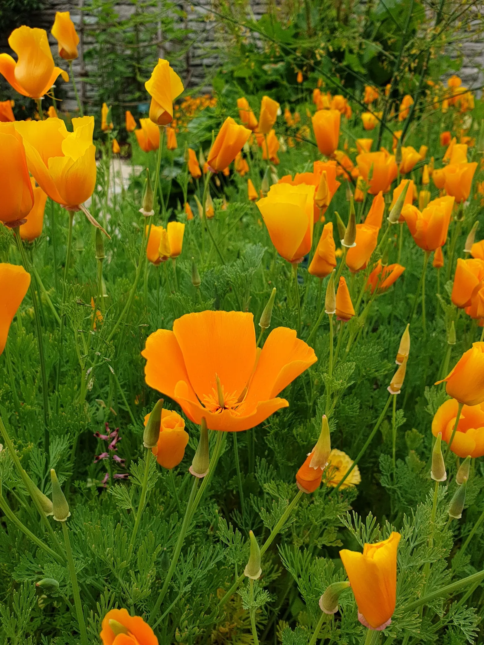 Mexican Gold Poppy (Eschscholzia Mexicana) — Ideal for rock gardens, borders, and as a groundcover; presents a soft texture that complements the, image 119