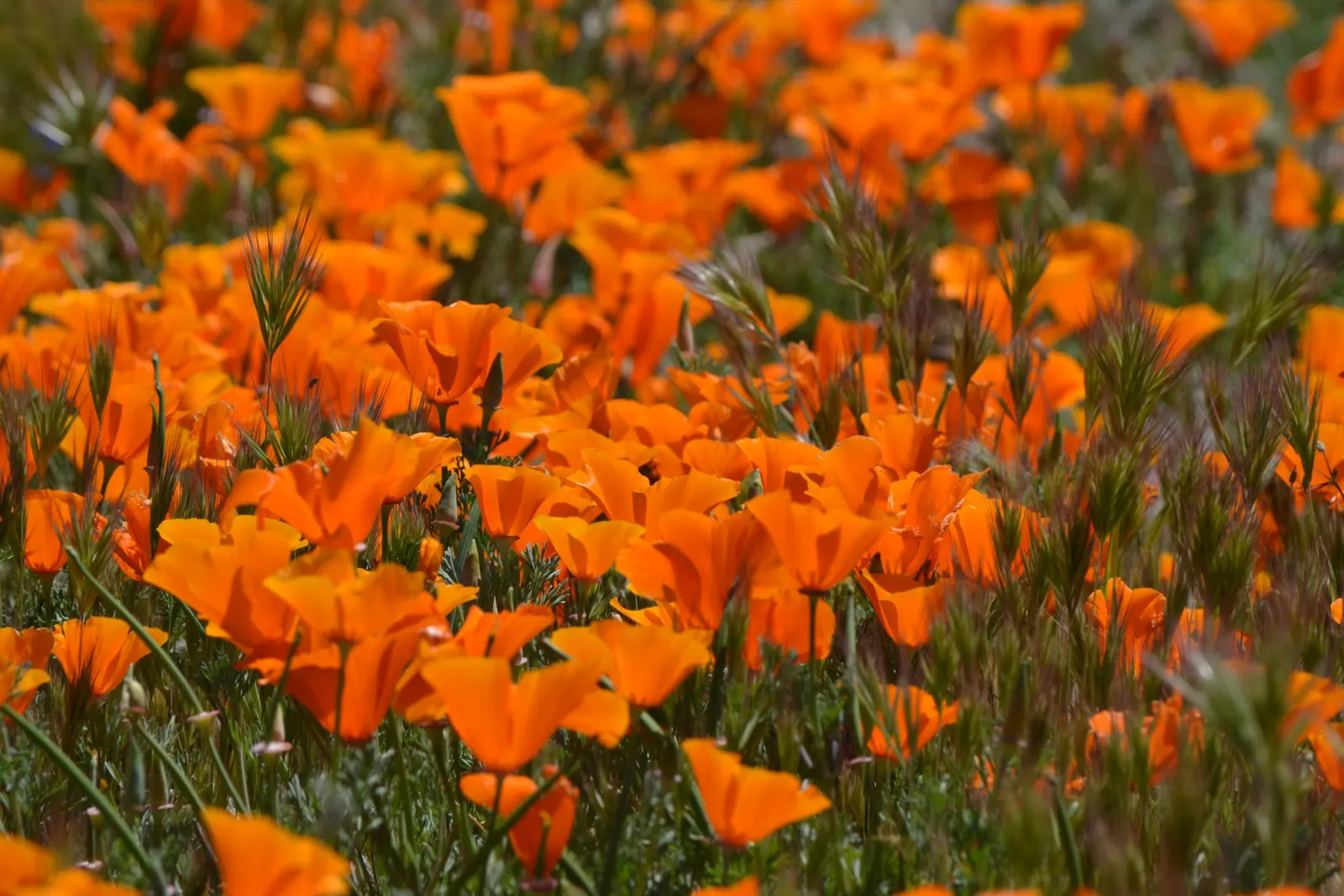 Mexican Gold Poppy (Eschscholzia Mexicana) — and serve as a food source for desert fauna; contributing to the local ecosystem, image 136