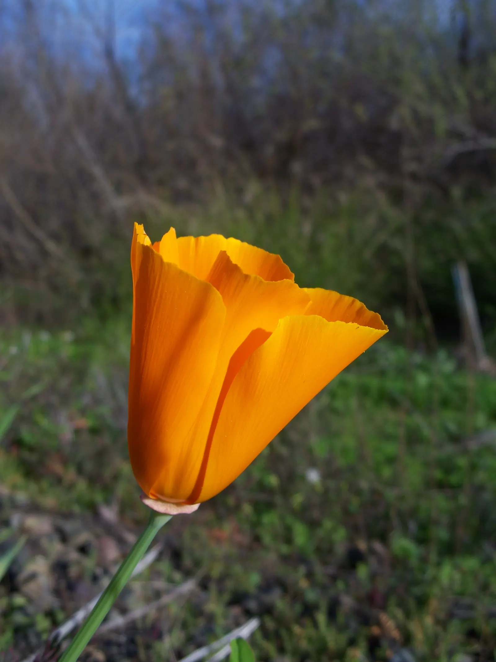Mexican Gold Poppy (Eschscholzia Mexicana) — gracefully poised atop slender; contributing to the local ecosystem