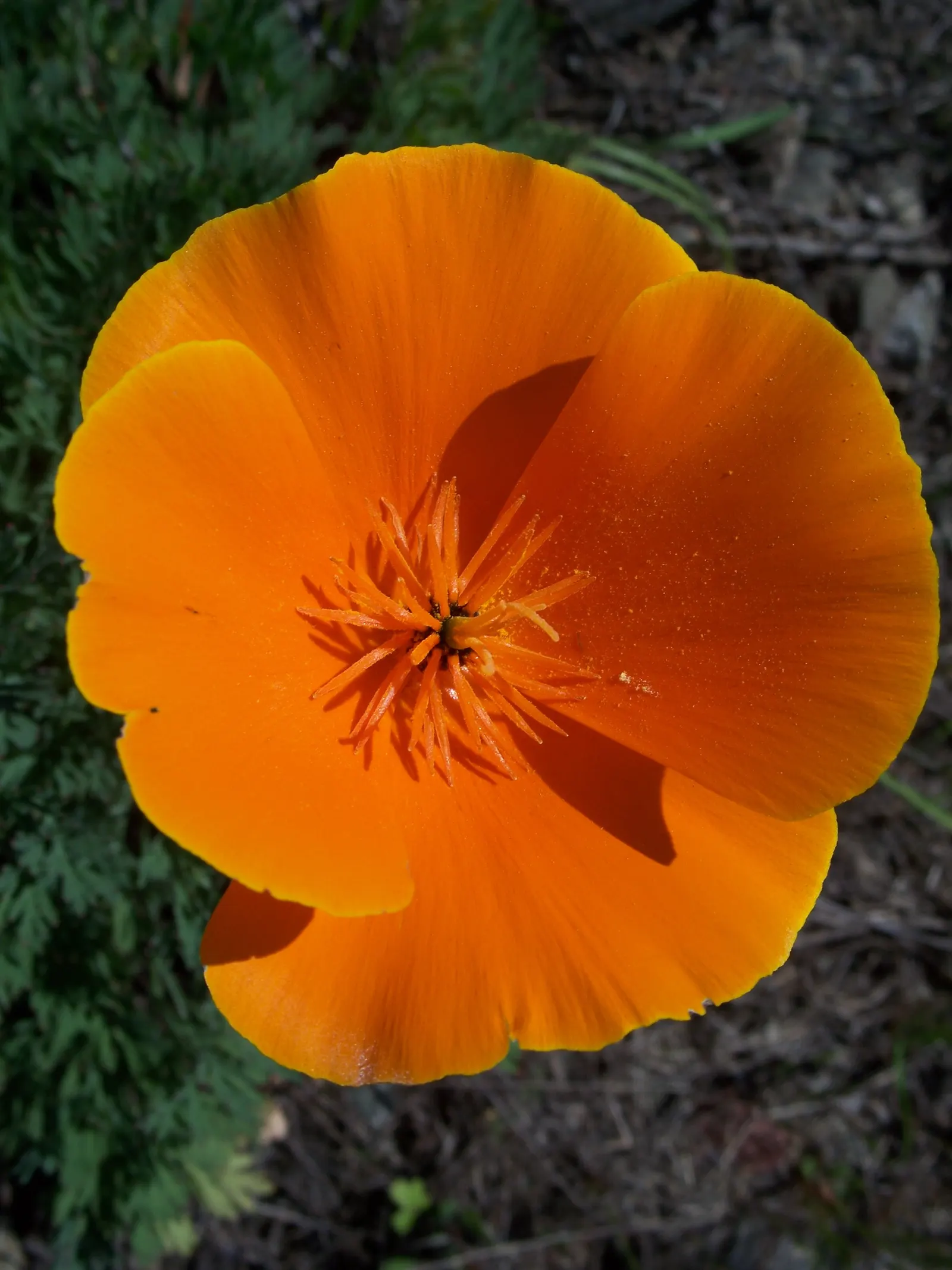 Mexican Gold Poppy (Eschscholzia Mexicana) — this poppy thrives in USDA Hardiness Zones 8 through 10; adding a splash of color in late winter to, image 205