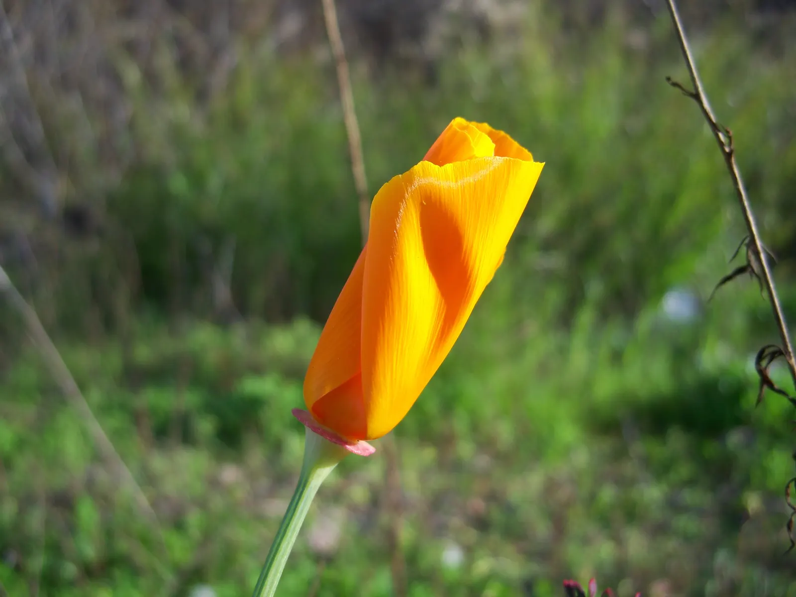 Mexican Gold Poppy (Eschscholzia Mexicana) — gold and orange and yellow flowers in the garden; the flower's showy cups are approximately 2 inches, image 166