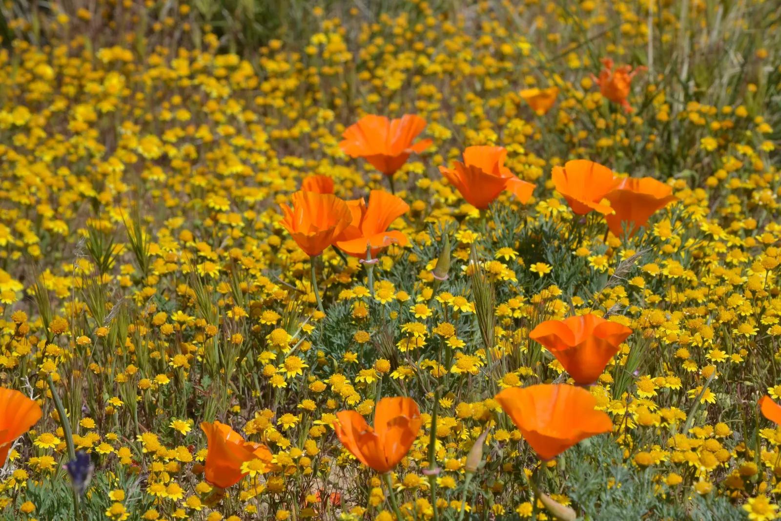 Mexican Gold Poppy (Eschscholzia Mexicana) — stagger the seed sowing from fall to early spring; adding a splash of color in late winter to spring, image 105