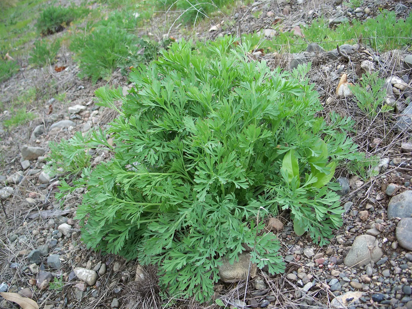 Mexican Gold Poppy (Eschscholzia Mexicana) — Originating from the deserts of Mexico and the southwestern United States; contributing to the local, image 148
