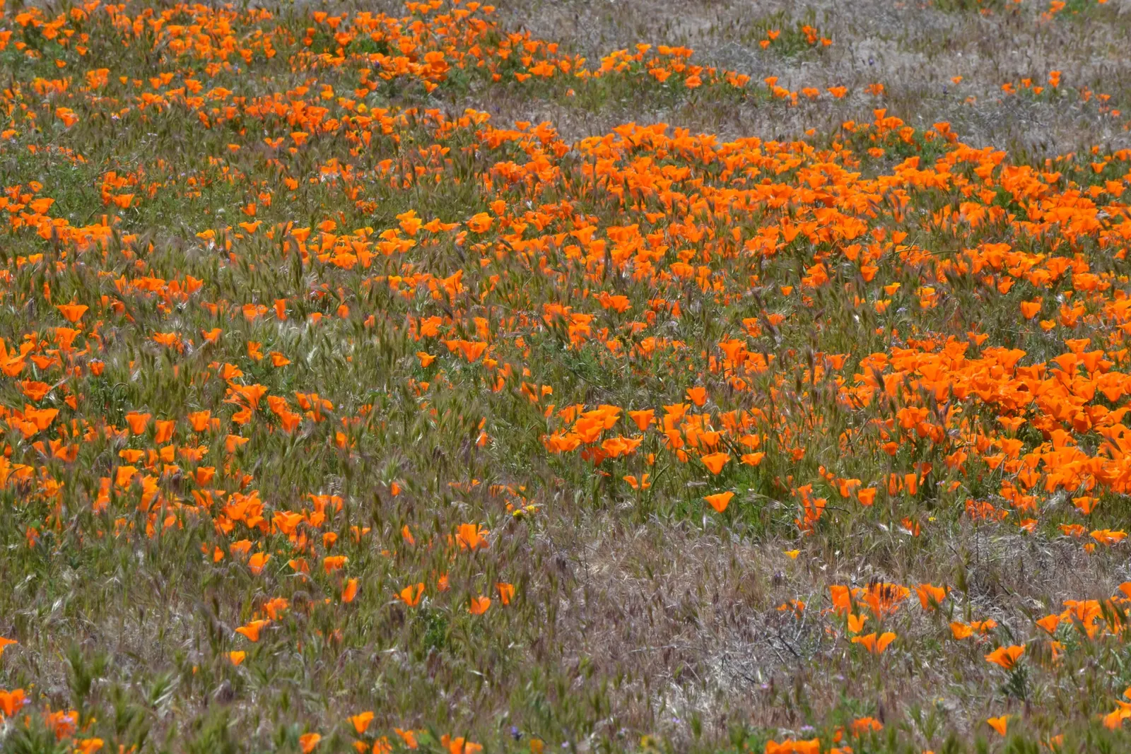 Mexican Gold Poppy (Eschscholzia Mexicana) — annual with gold and orange and yellow blooms; presents a soft texture that complements the bold, image 167