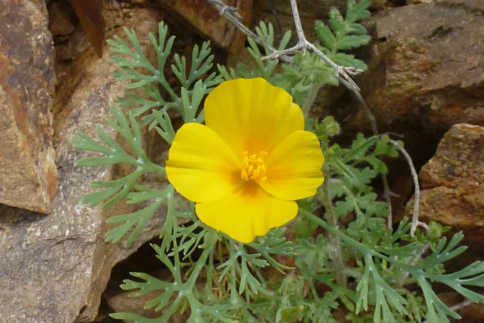 Mexican Gold Poppy (Eschscholzia Mexicana) — Ideal for rock gardens, borders, and as a groundcover; presents a soft texture that complements the bold flowers