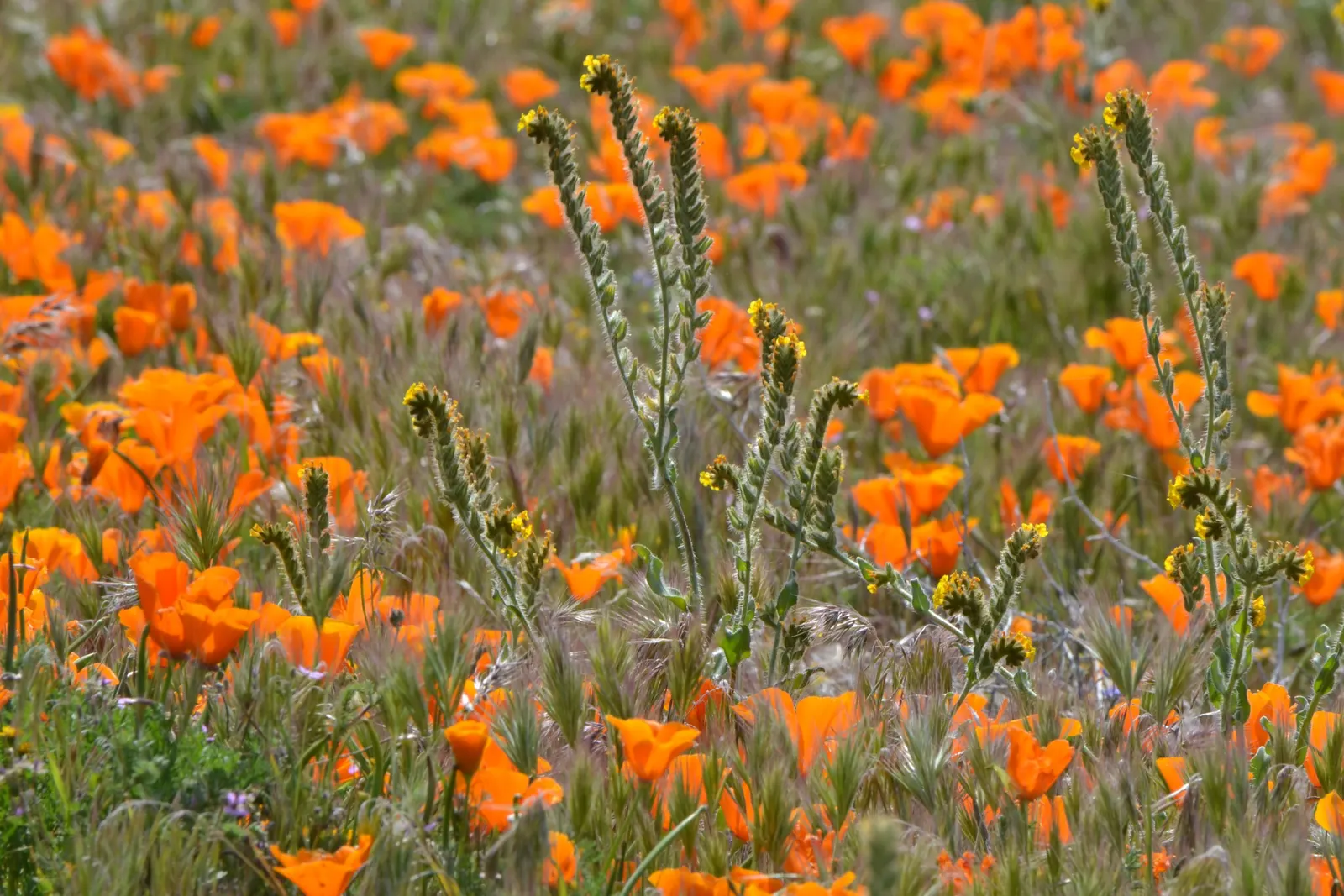 Mexican Gold Poppy (Eschscholzia Mexicana) — glaucous green stems that reach heights between 8 and 18 inches; adding a splash of color in late winter to spring