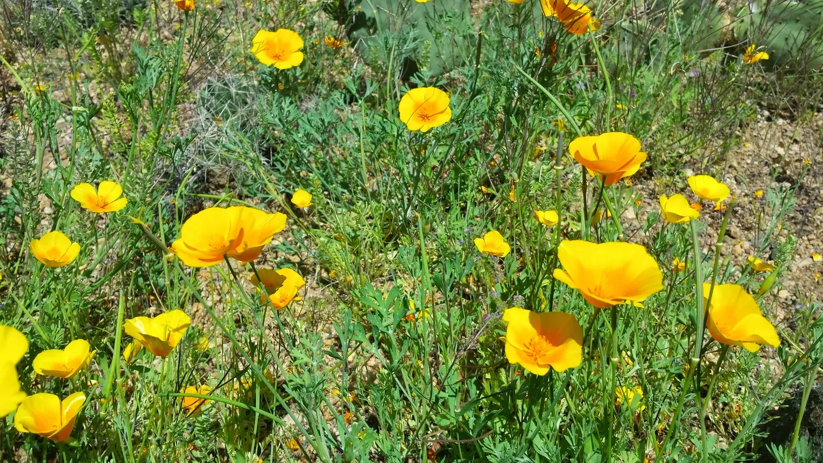 Mexican Gold Poppy (Eschscholzia Mexicana) — The flower's showy cups are approximately 2 inches across; presents a soft texture that complements, image 67
