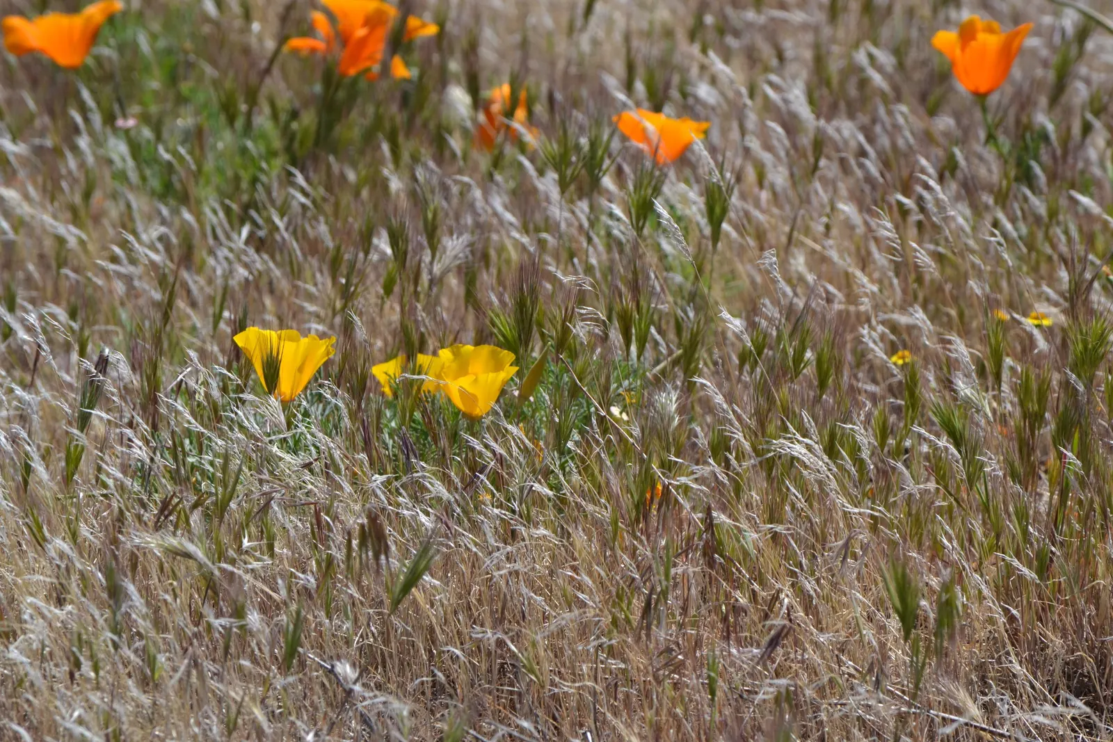 Mexican Gold Poppy (Eschscholzia Mexicana) — as these poppies self-seed under favorable conditions; the flower's showy cups are approximately 2, image 106