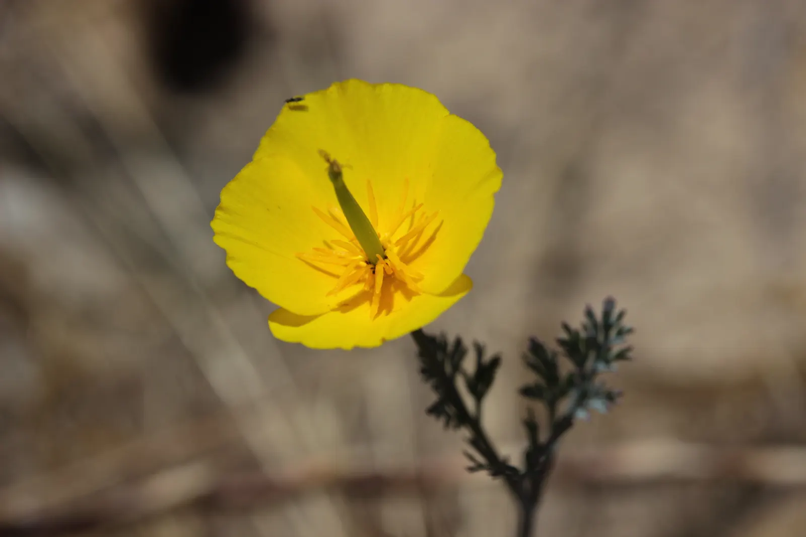 Mexican Gold Poppy (Eschscholzia Mexicana) — This drought-tolerant wildflower is excellent for low-water landscapes; presents a soft texture that, image 199