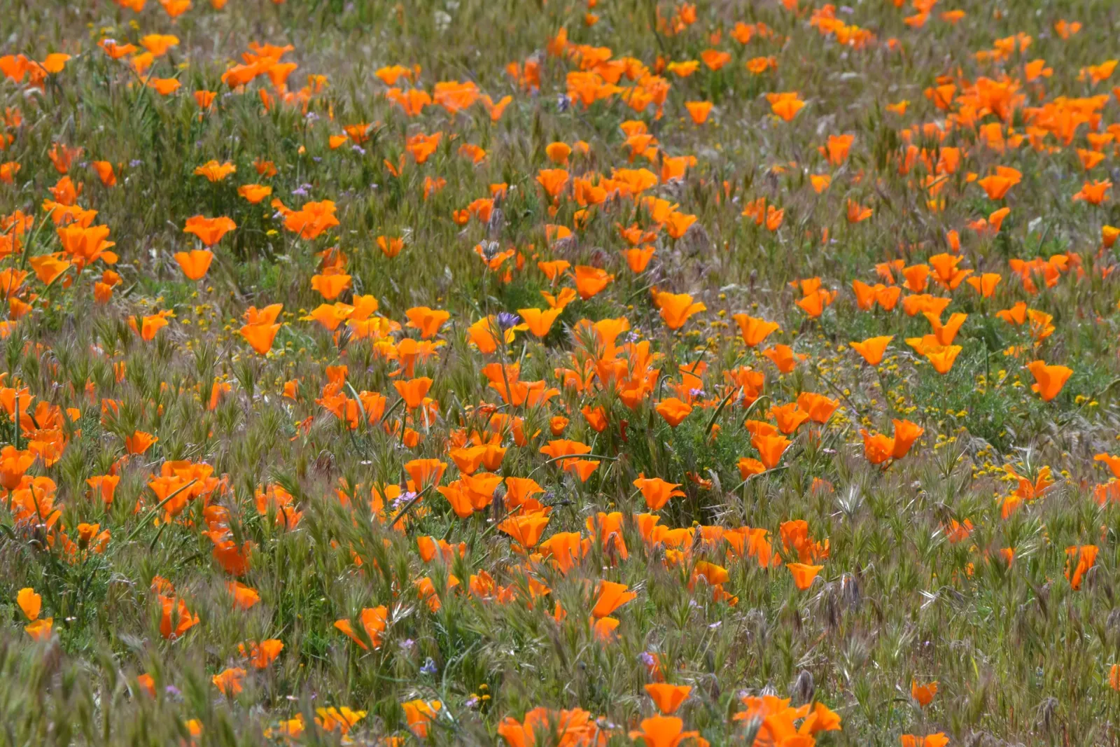 Mexican Gold Poppy (Eschscholzia Mexicana) — contributing to the local ecosystem; adding a splash of color in late winter to spring, image 137