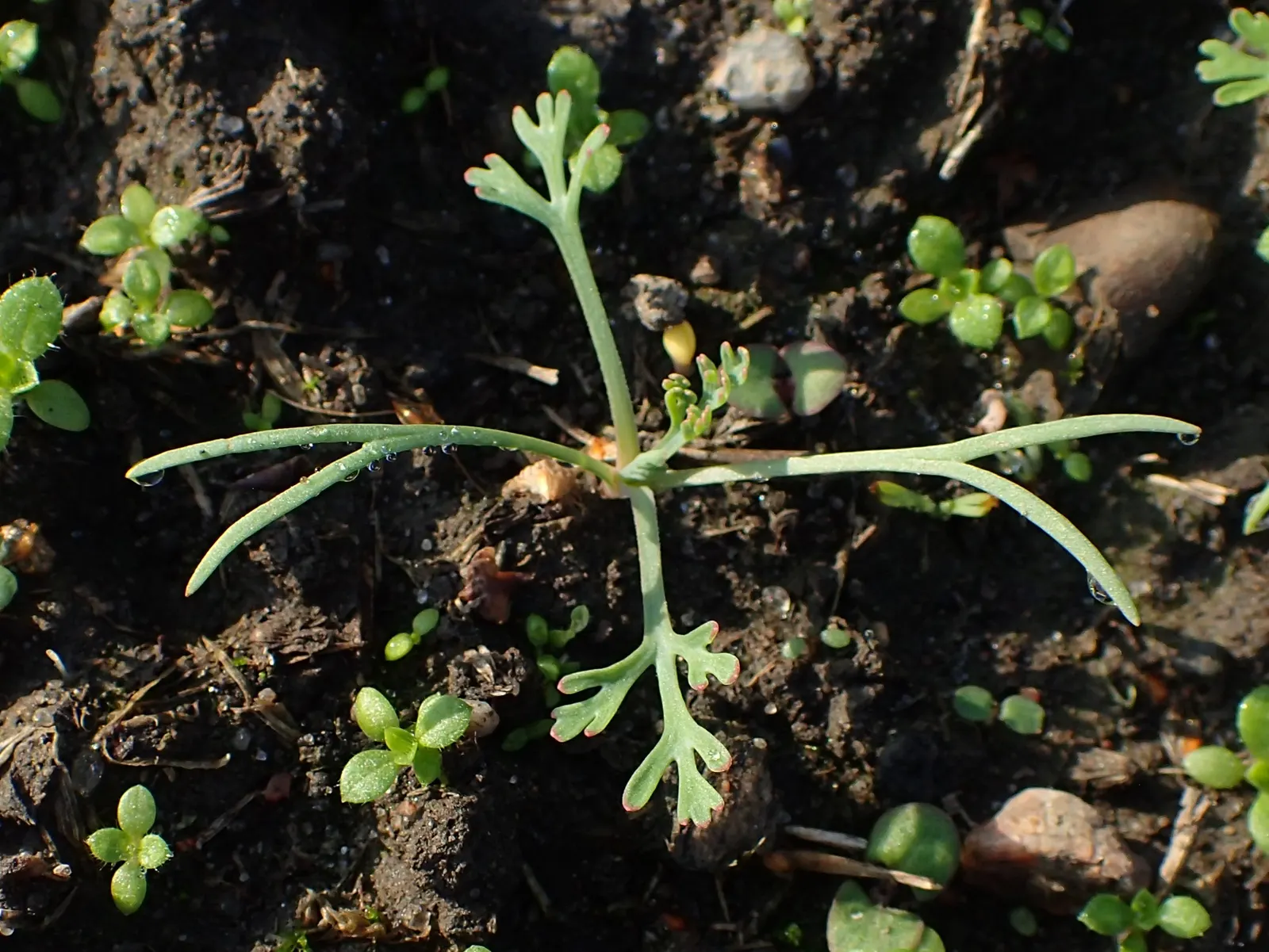 Mexican Gold Poppy (Eschscholzia Mexicana) — gracefully poised atop slender; contributing to the local ecosystem, image 152