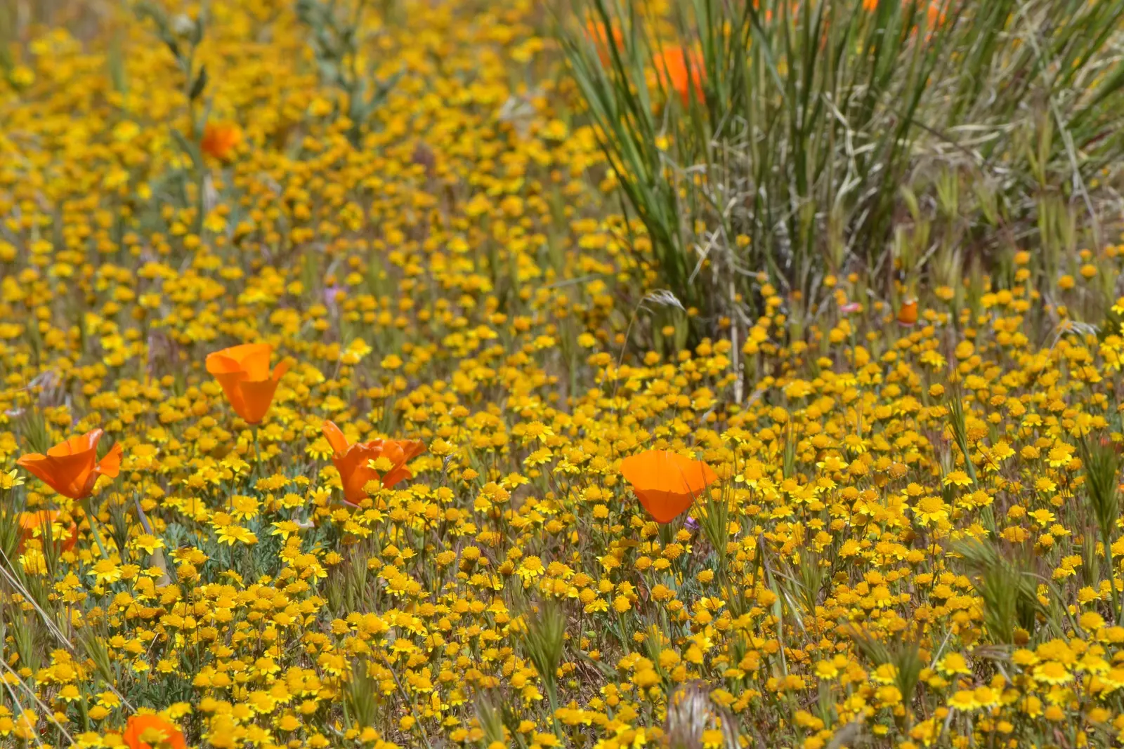 Mexican Gold Poppy (Eschscholzia Mexicana) — preferring full sun exposure for optimal bloom