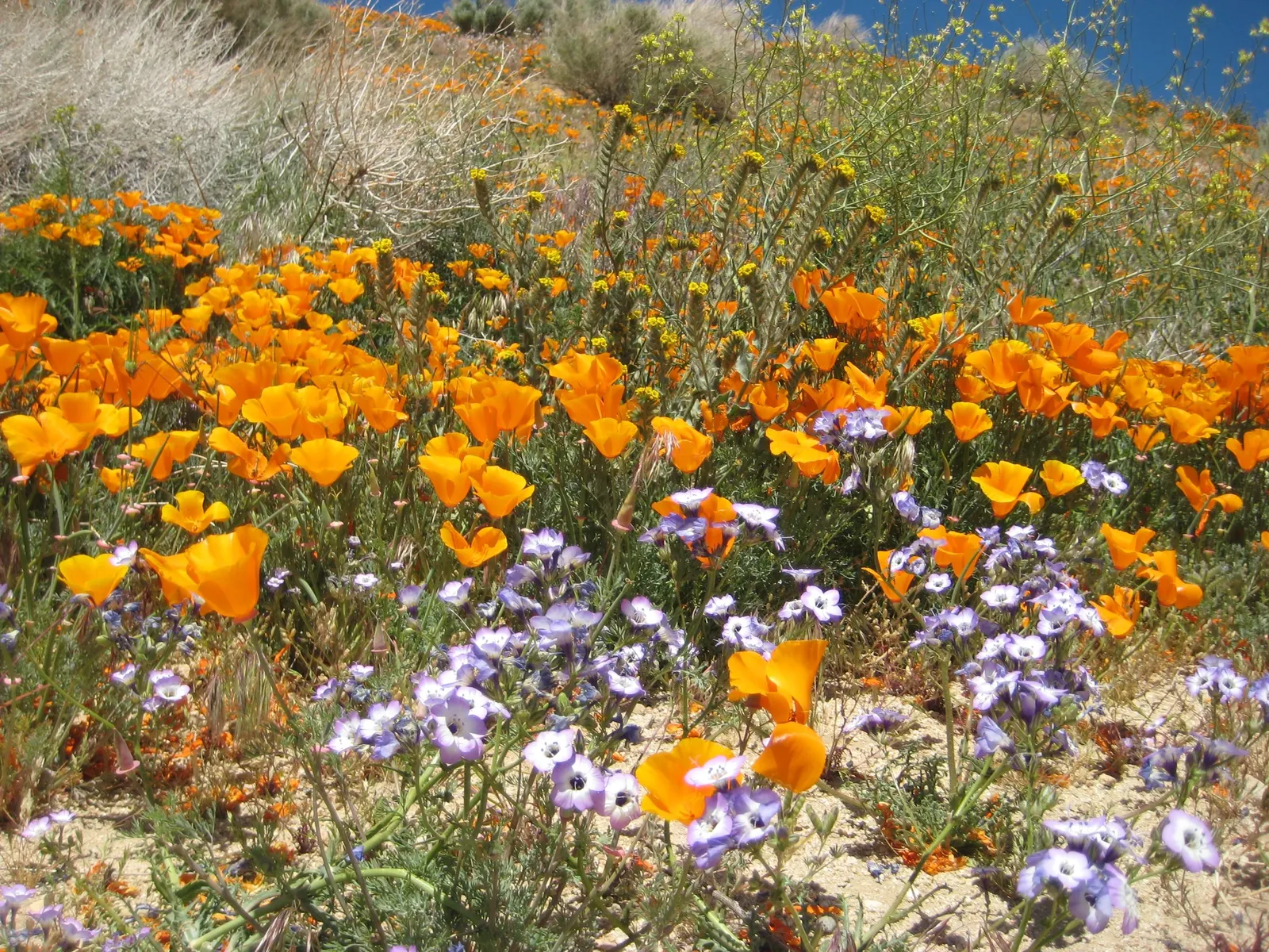 Mexican Gold Poppy (Eschscholzia Mexicana) — The flower's showy cups are approximately 2 inches across; presents a soft texture that complements, image 151